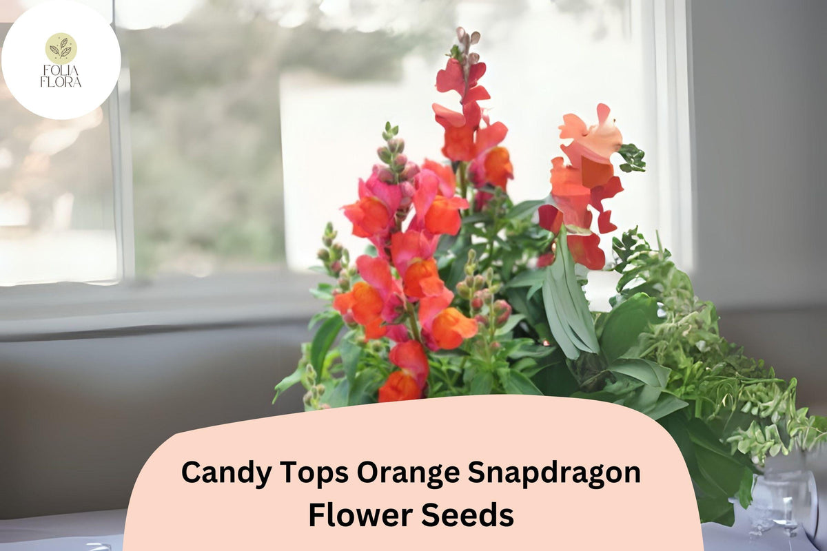 Christmas Cactus Starter Plant - Miss Shimano - Schlumbergera Truncata - Well-Rooted Indoor Cactus for Holiday Decor