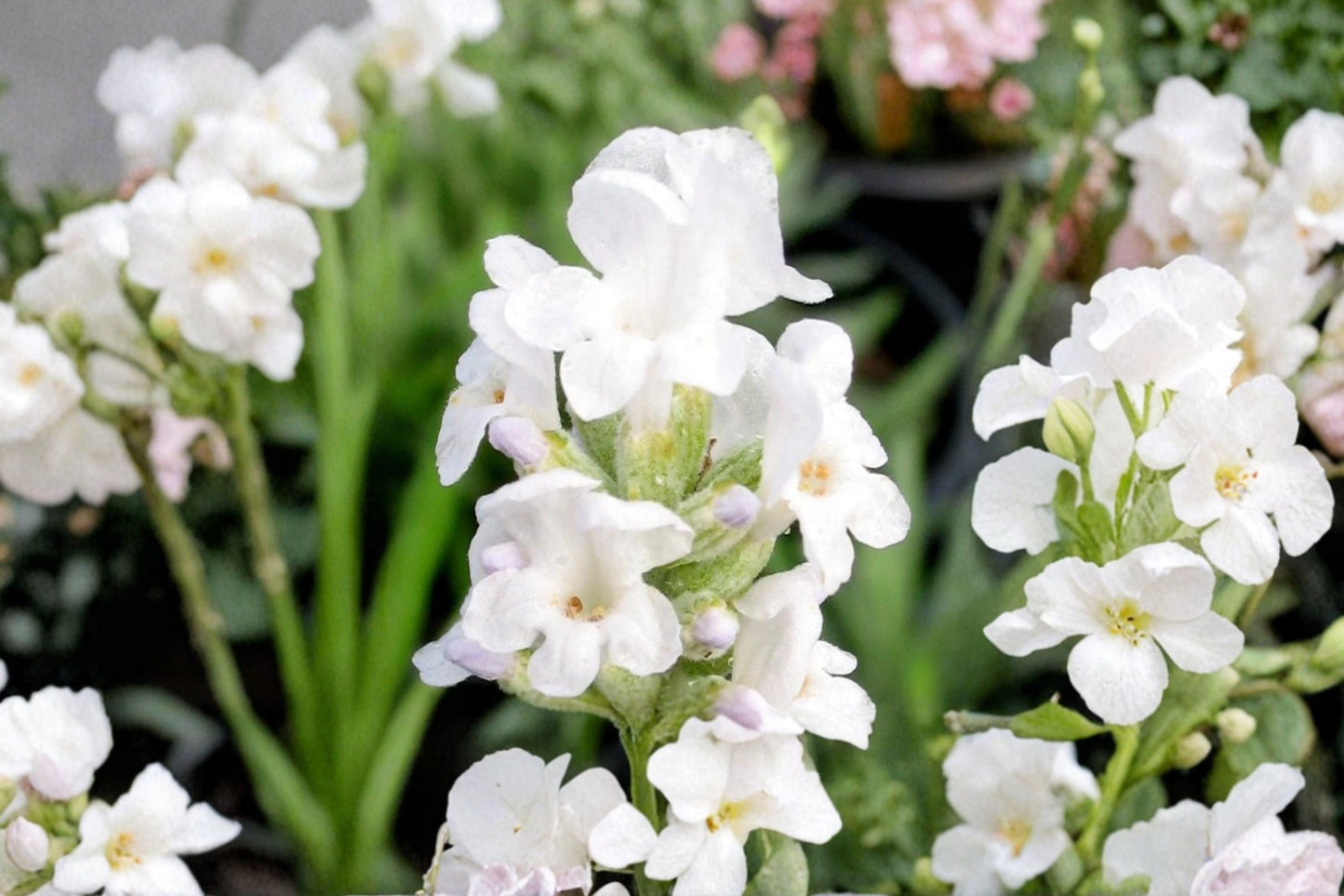 White Lavender Plant Live 4.5-Inch Pot | Lavandula ‘Alba’ | French Lavender Herb | Fragrant Dried Flower | Aromatic Herb Plant