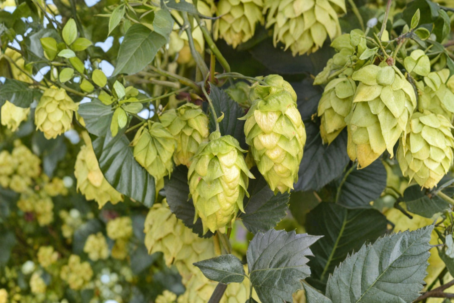 Glacier Hops Plant | Live Vine for Brewing | Humulus lupulus Rhizome | Fast Growing Climbing Vine for Home Brewing