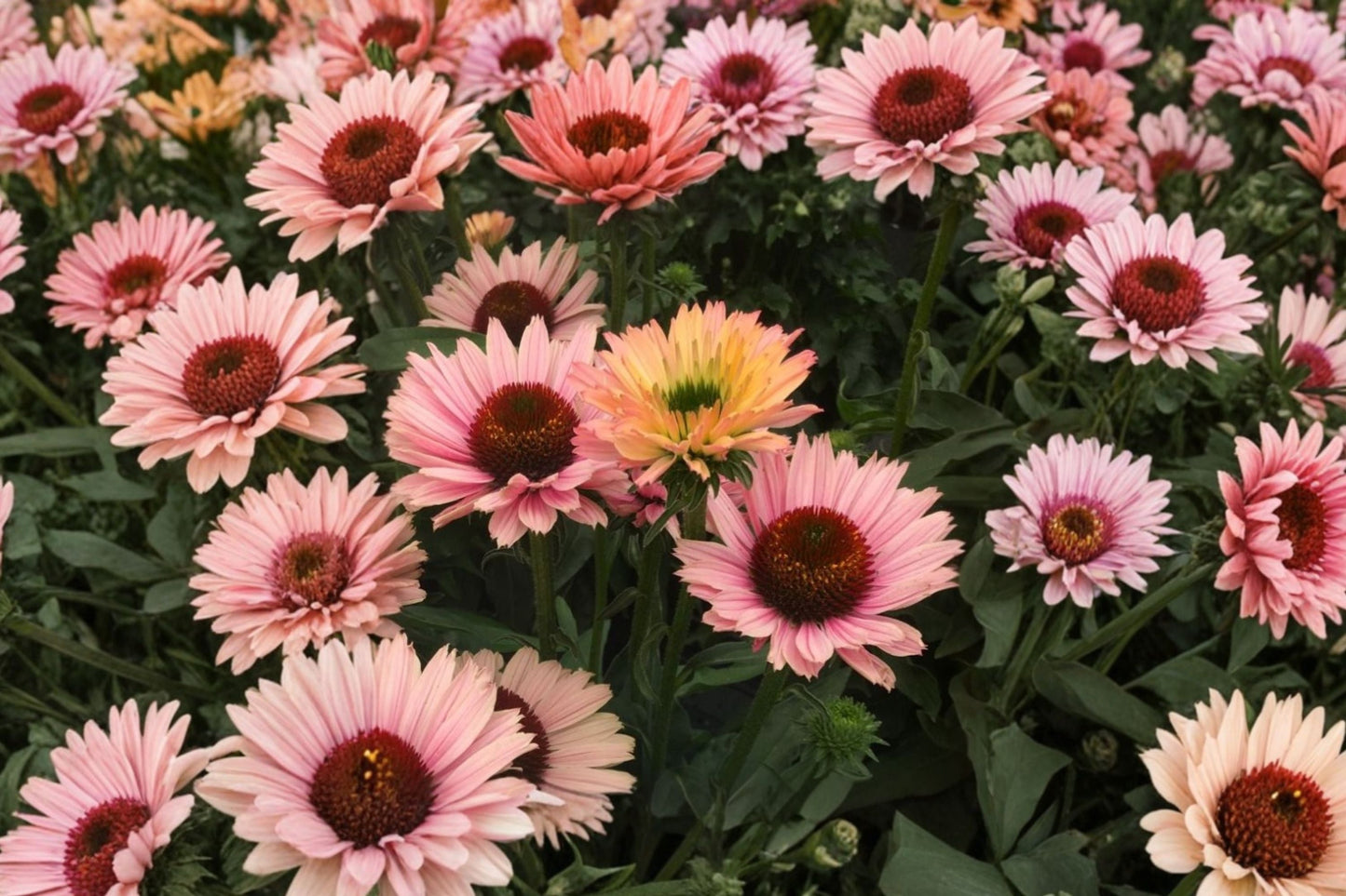 Salmon Coneflower Live Plant | Echinacea ‘SunSeekers Salmon’ Perennial | Pollinator & Drought Tolerant Flower