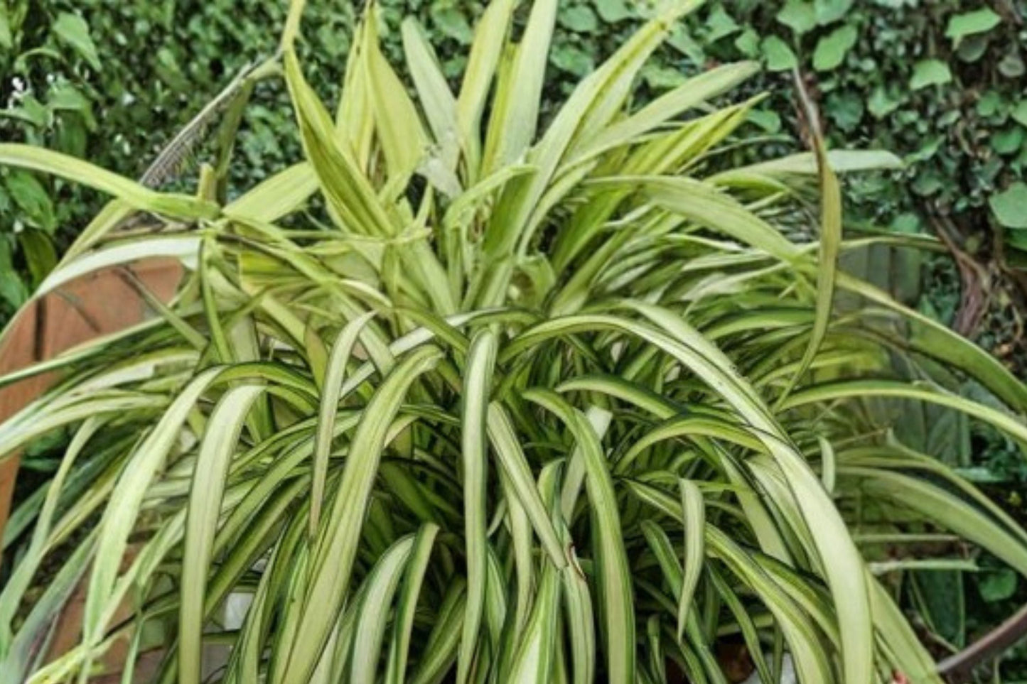 Dwarf New Zealand Flax Plant | Variegated Evergreen | Phormium ‘Blondie’ 1 Gallon Live Plant | Drought Tolerant Garden Plant