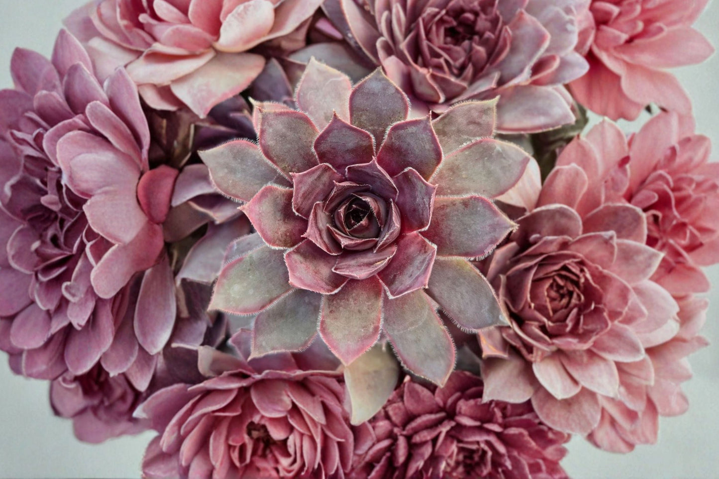 Giant Hens and Chicks Succulent | Copper-Toned Sempervivum Rosette Plant | Cold Hardy Groundcover for Rock Gardens