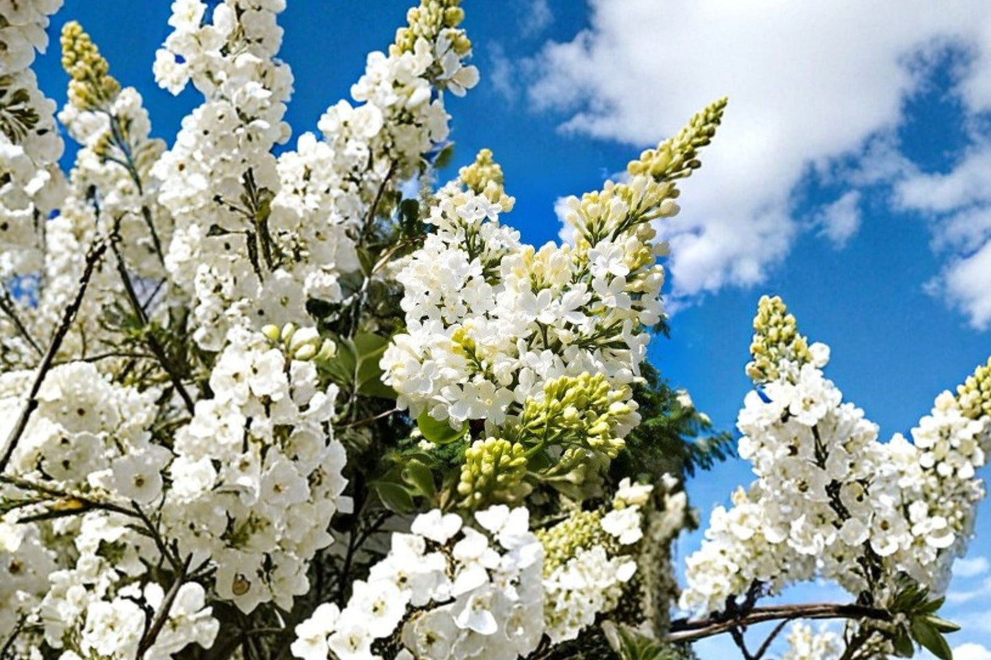 White Lilac ‘Madame Lemoine’ Double French Lilac Bush, Fragrant Flowering Shrub, 1 Gallon Live Plant for Garden & Wedding Decor