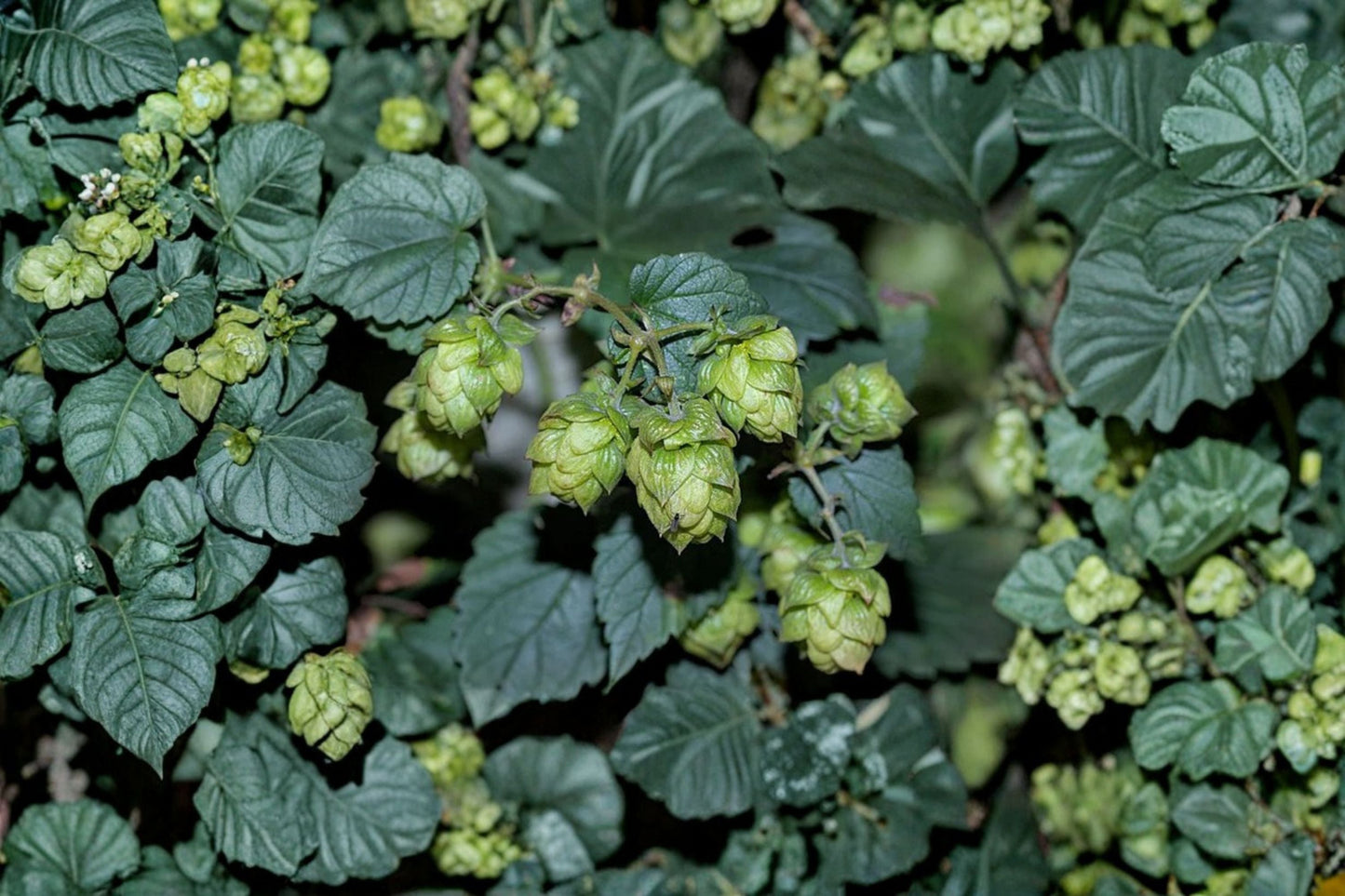 Centennial Hops Plant 1 Gallon | Humulus lupulus | Beer Brewing Vine for Homebrew Garden | Aromatic Fast-Growing Hop Plant