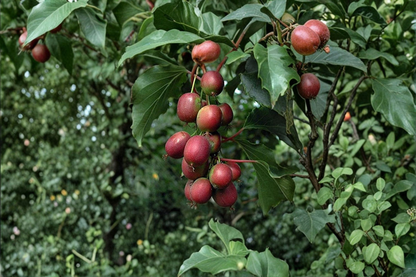 Red Hardy Kiwi ‘Ken’s Red’ Female Plant | Edible Kiwi Vine | Actinidia arguta | Cold Hardy Fruit Plant