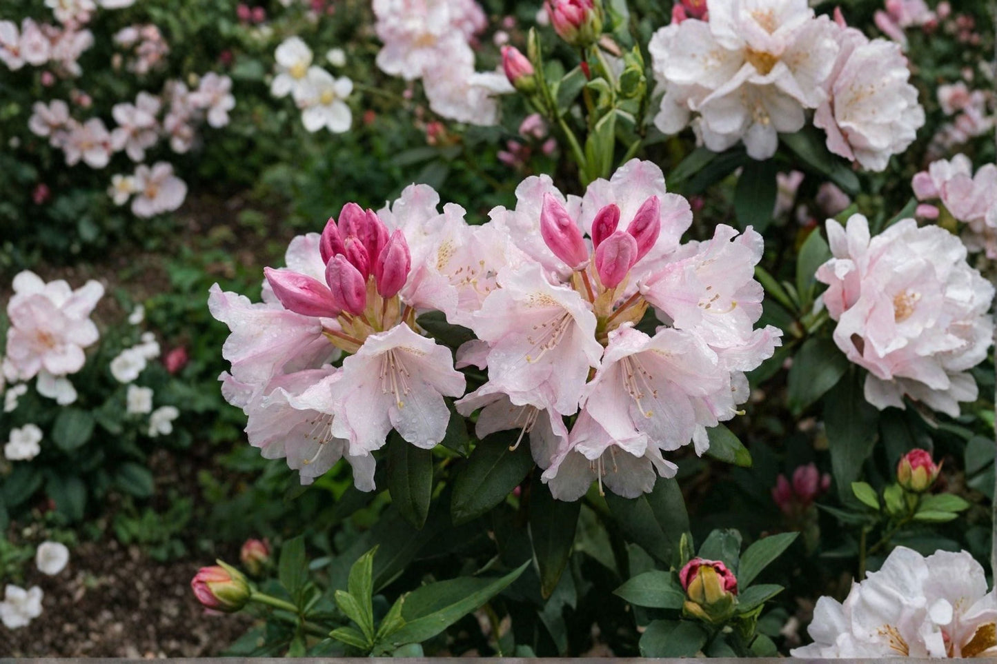 Rhododendron ‘Yaku Princess’ Dwarf Evergreen Shrub 1 Gallon Pink Spring Blooms Shade Garden Plant Compact Rhododendron