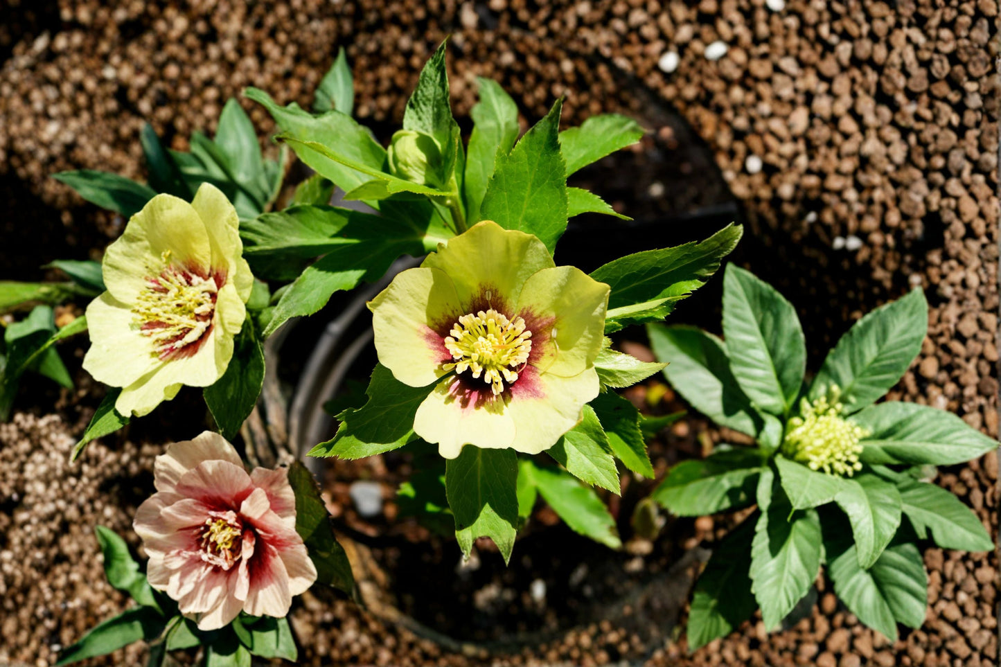 Hellebore ‘Irish Luck’ Lenten Rose Plant | Evergreen Shade Perennial | Winter Blooming Flower | Deer Resistant | Honeymoon Series
