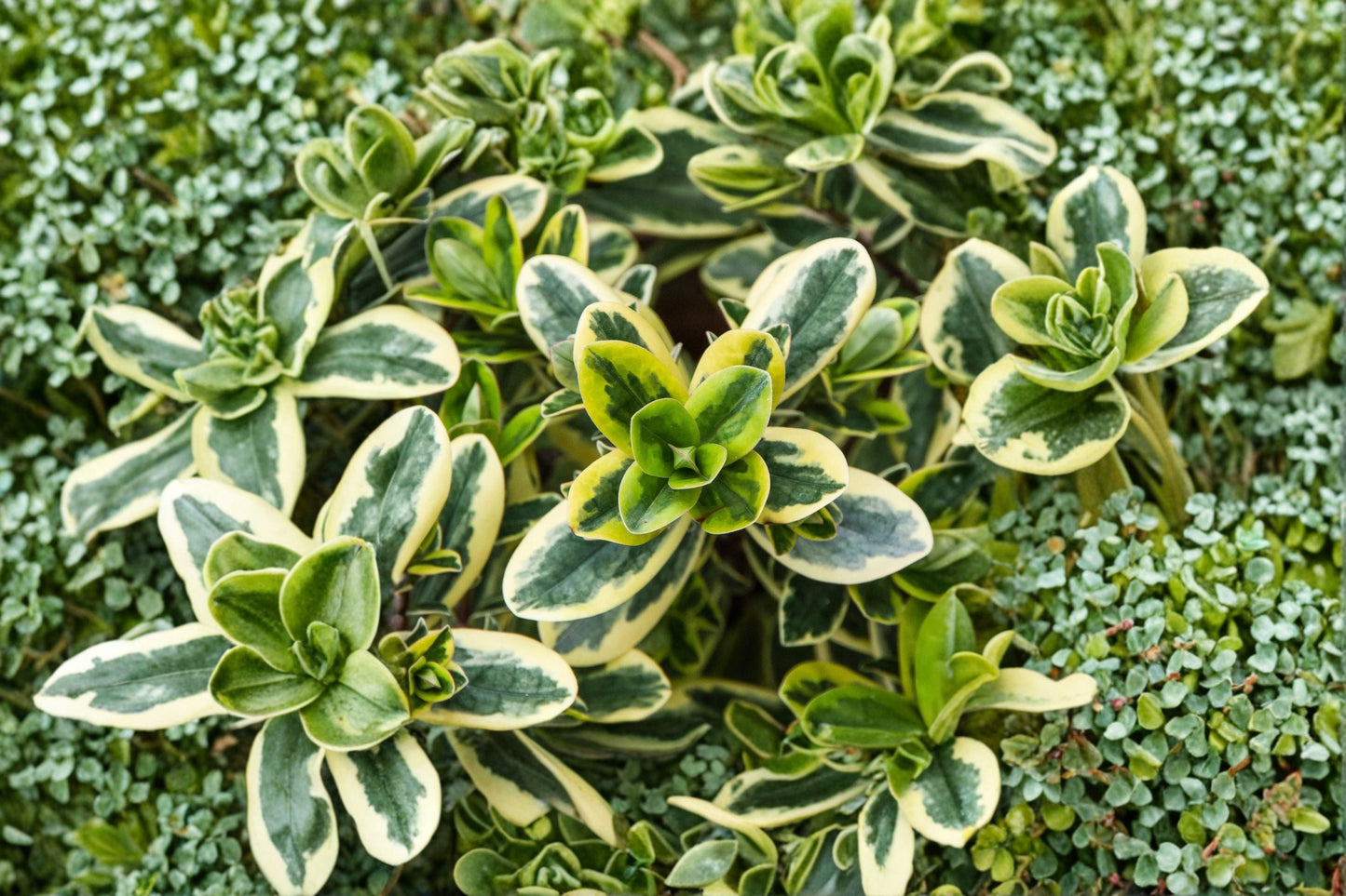 Hebe ‘Golden Katrina’ Variegated Evergreen Shrub 1 Gallon Live Plant for Borders & Containers