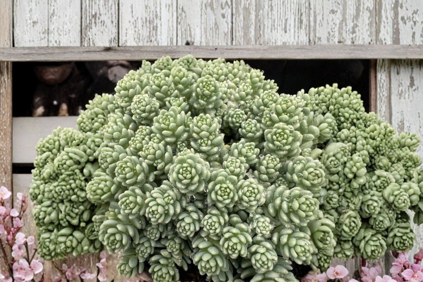 Sedum ‘Silver Roses’ Ground Cover Plant | Drought Tolerant Succulent | Trailing Stonecrop | 3.5” Pot