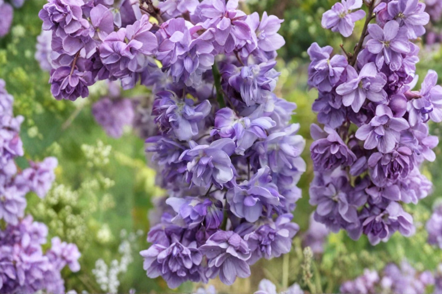 Wisteria ‘Black Dragon’ Double Purple Climbing Vine, Fragrant Japanese Wisteria for Trellis Pergola Garden