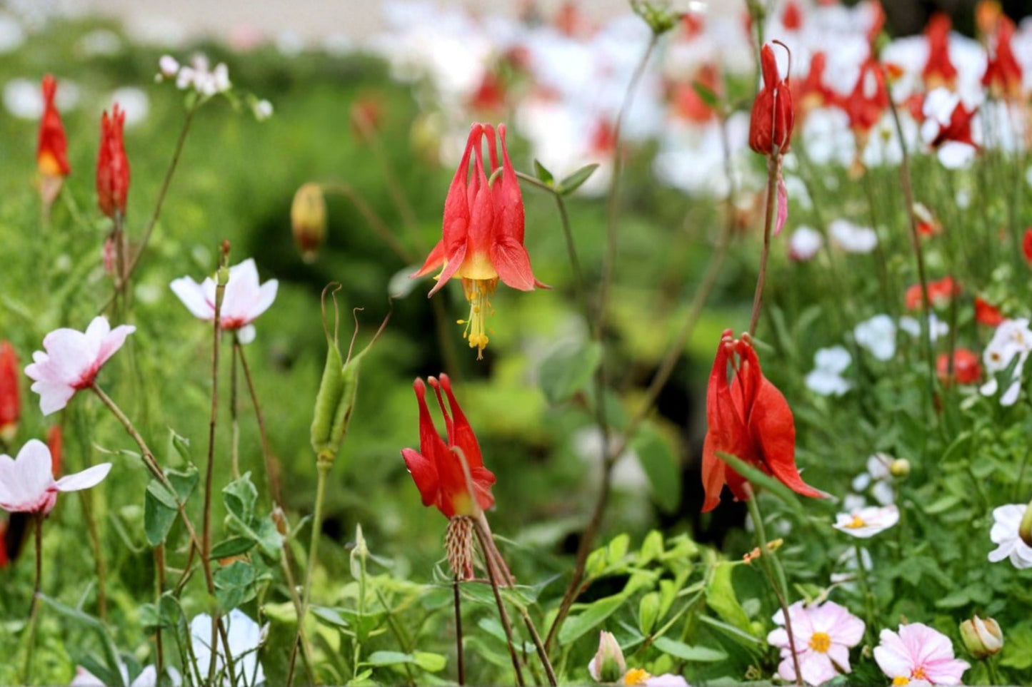 Aquilegia canadensis Native Columbine Plant - Red Yellow Wildflower - Pollinator Perennial for Shade - Hummingbird Garden Plant in 3.5” Pot