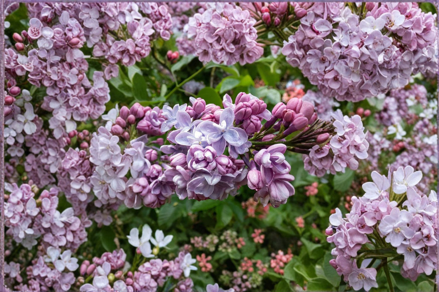 Syringa ‘Congo’ French Lilac Bush 1 Gallon, Fragrant Purple Flowering Shrub, Hardy Deer-Resistant Hedge Plant, Spring Blooming Syringa vulgaris