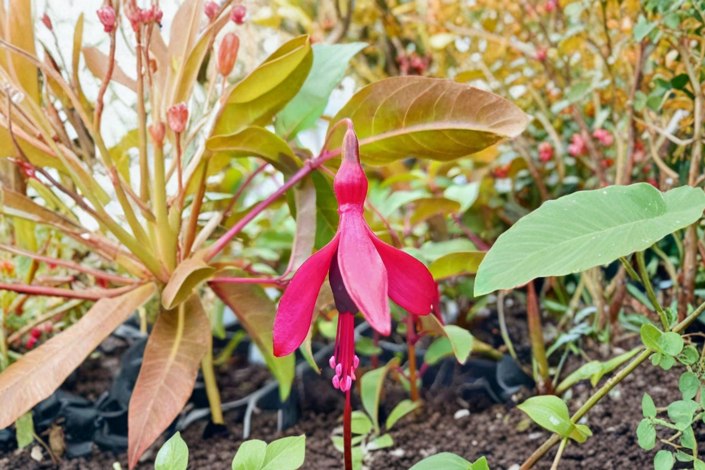 Fuchsia ‘Dying Embers’ Hardy Perennial Plant 1 Gallon Red Purple Flowers Shade Loving Hummingbird Shrub