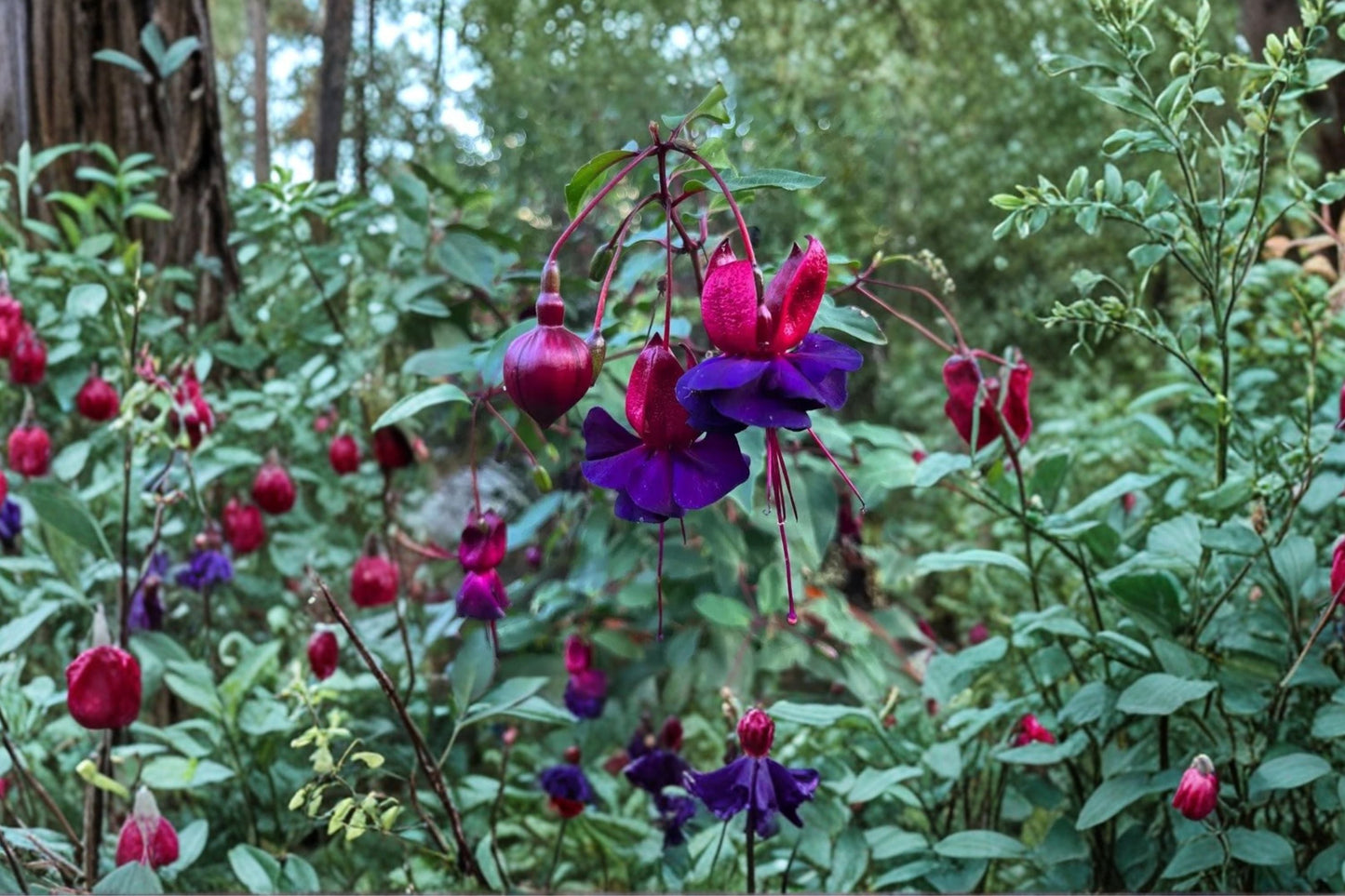 Fuchsia ‘DeBron’s Smokey Blue’ Hardy Perennial Plant 1 Gallon Purple Magenta Flowers Hummingbird Shade Garden