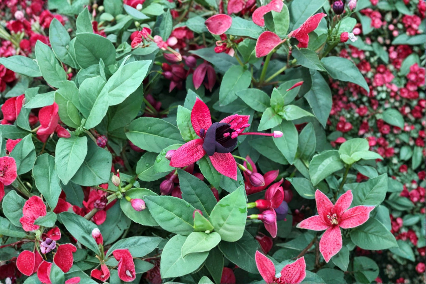 Fuchsia ‘Black Cherry’ Hardy Plant 1 Gallon Dark Purple Black Flowers Hummingbird Shade Perennial Shrub