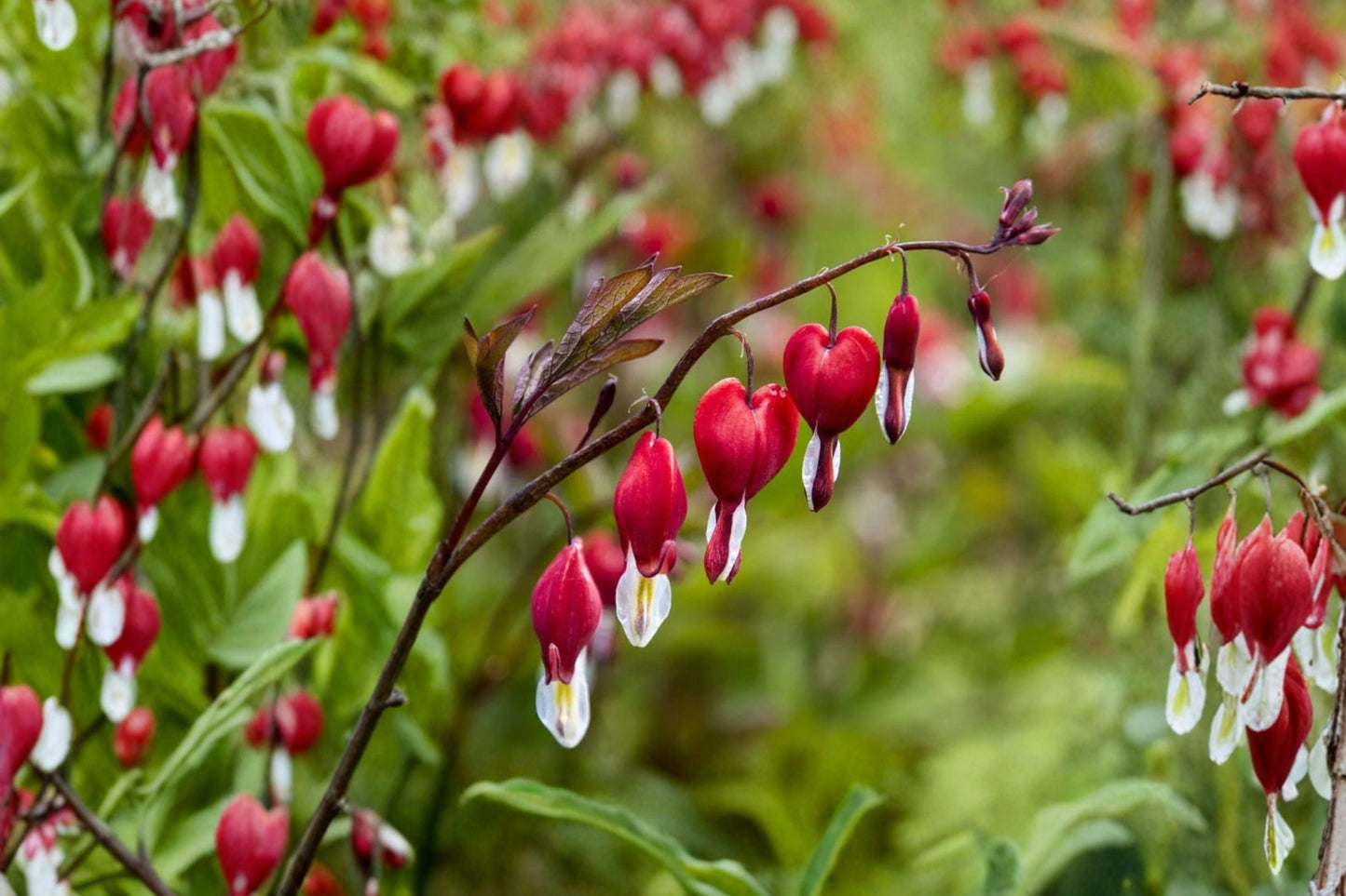 Dicentra ‘Valentine’ Red Bleeding Heart Plant 4.5-Inch Pot Shade-Loving Perennial Hummingbird & Deer Resistant Garden Flower