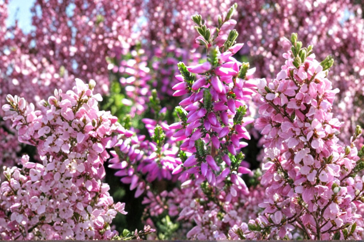 Calluna ‘Renate’ Heather Plant | Evergreen Groundcover | Purple Winter Color | Cold Hardy Landscape Plant