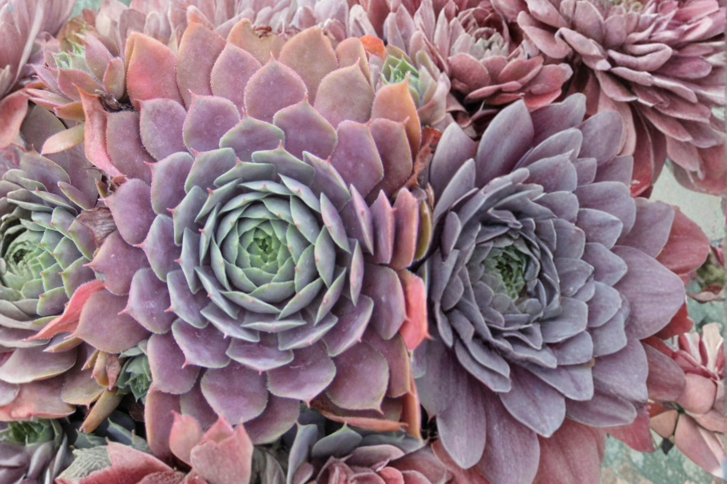 Sempervivum ‘Centennial’ Hens and Chicks Succulent Plug Plant, Color Changing, Purple Evergreen, Cold Hardy Sempervivum