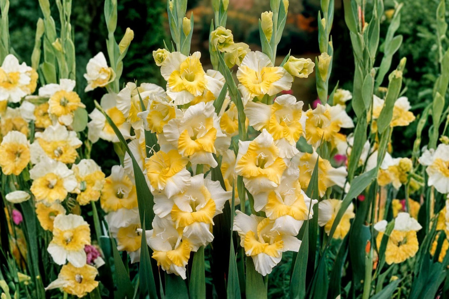 Gladiolus ‘Buggy’ Bulbs | White & Yellow Sword Lily | Summer Blooming Perennial Flowering Plant