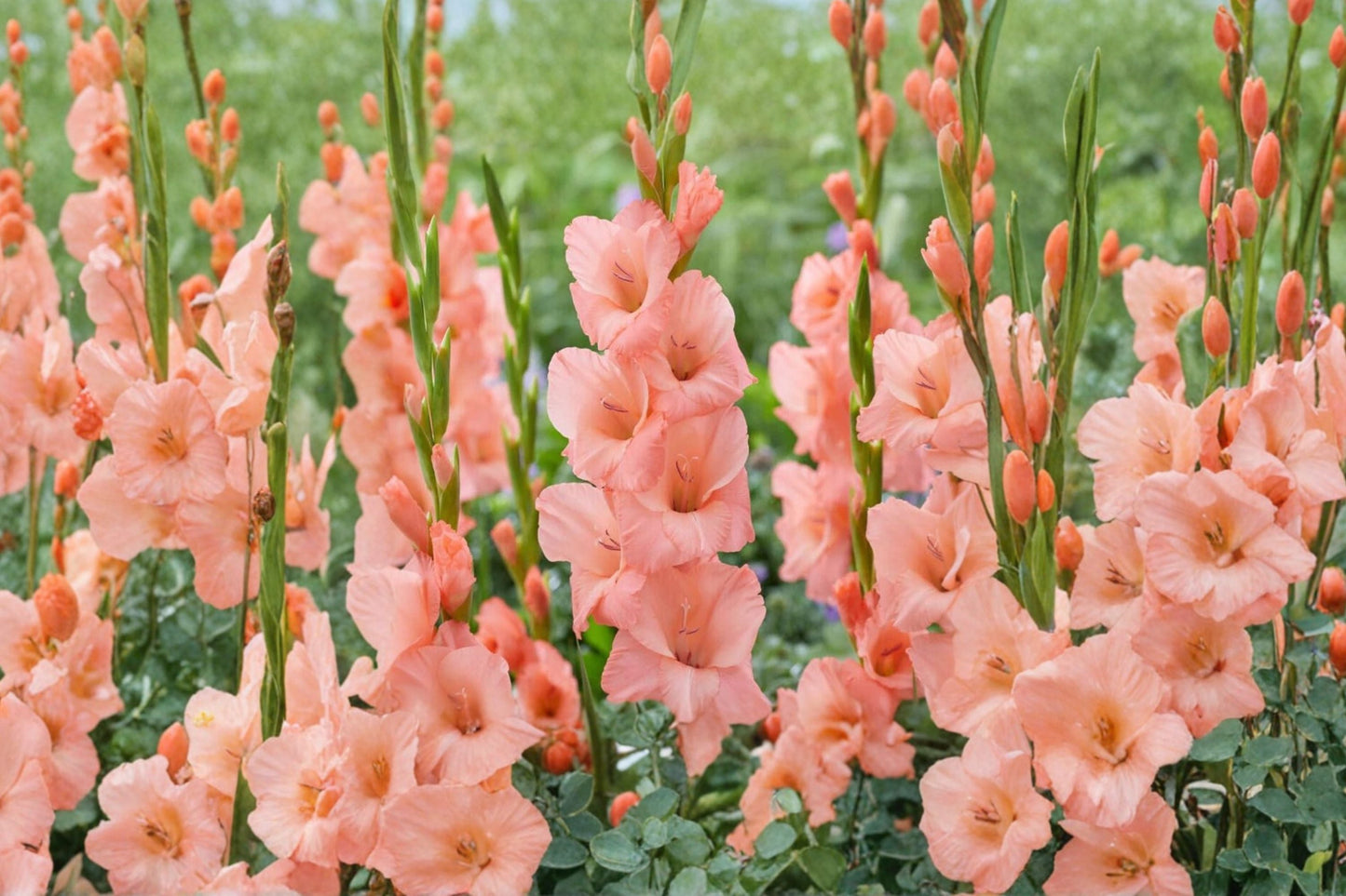 Gladiolus ‘Georgia Peach’ Peach Sword Lily Bulbs | Summer Blooming Perennial Flower Bulbs | Tall Cut Flower Plant