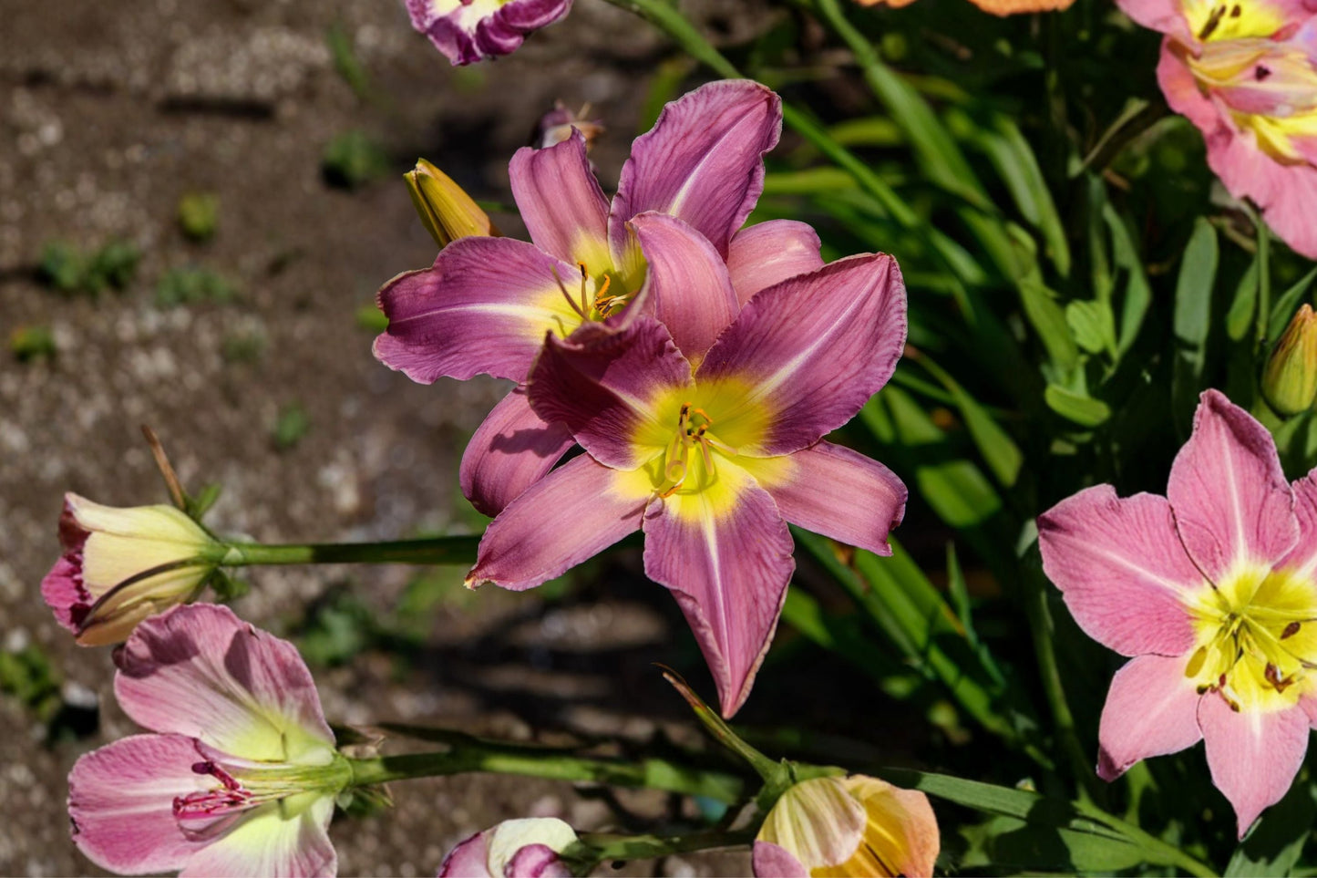 Hemerocallis ‘Unlock the Stars’ Double Reblooming Daylily Lavender Pink Fragrant Perennial Bareroot Plant