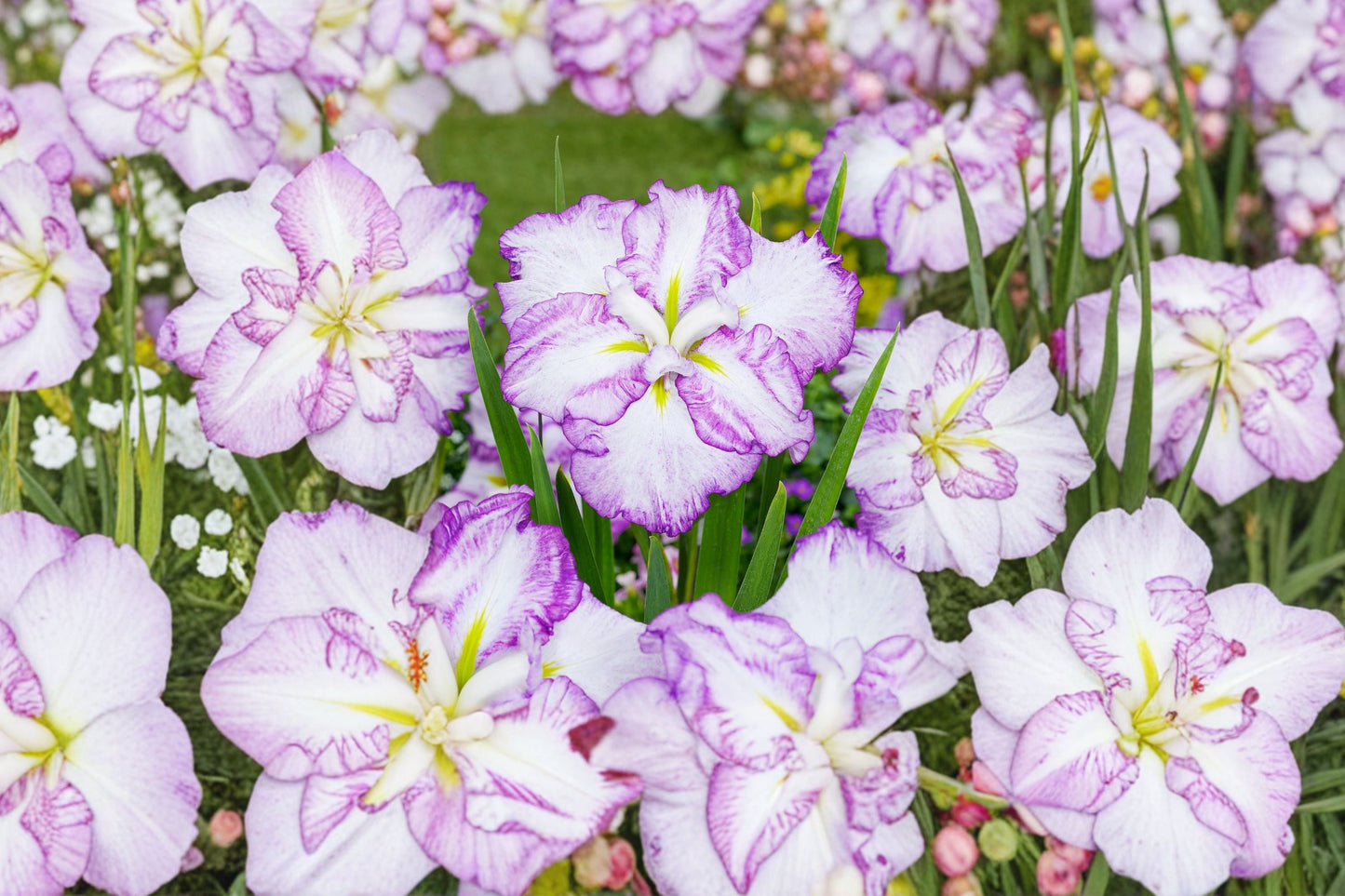 Iris ensata ‘Carrot Cake’ | Japanese Water Iris | Dinner Plate Perennial | Moisture-Loving Bareroot Plant for Water Gardens