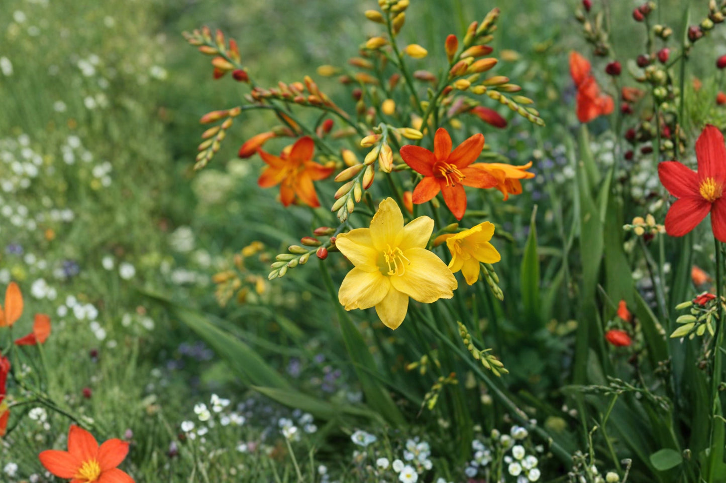 5 Bareroot Crocosmia Mix | Hummingbird-Friendly Summer Bulbs | Pollinator Perennial Flowers | Montbretia Collection