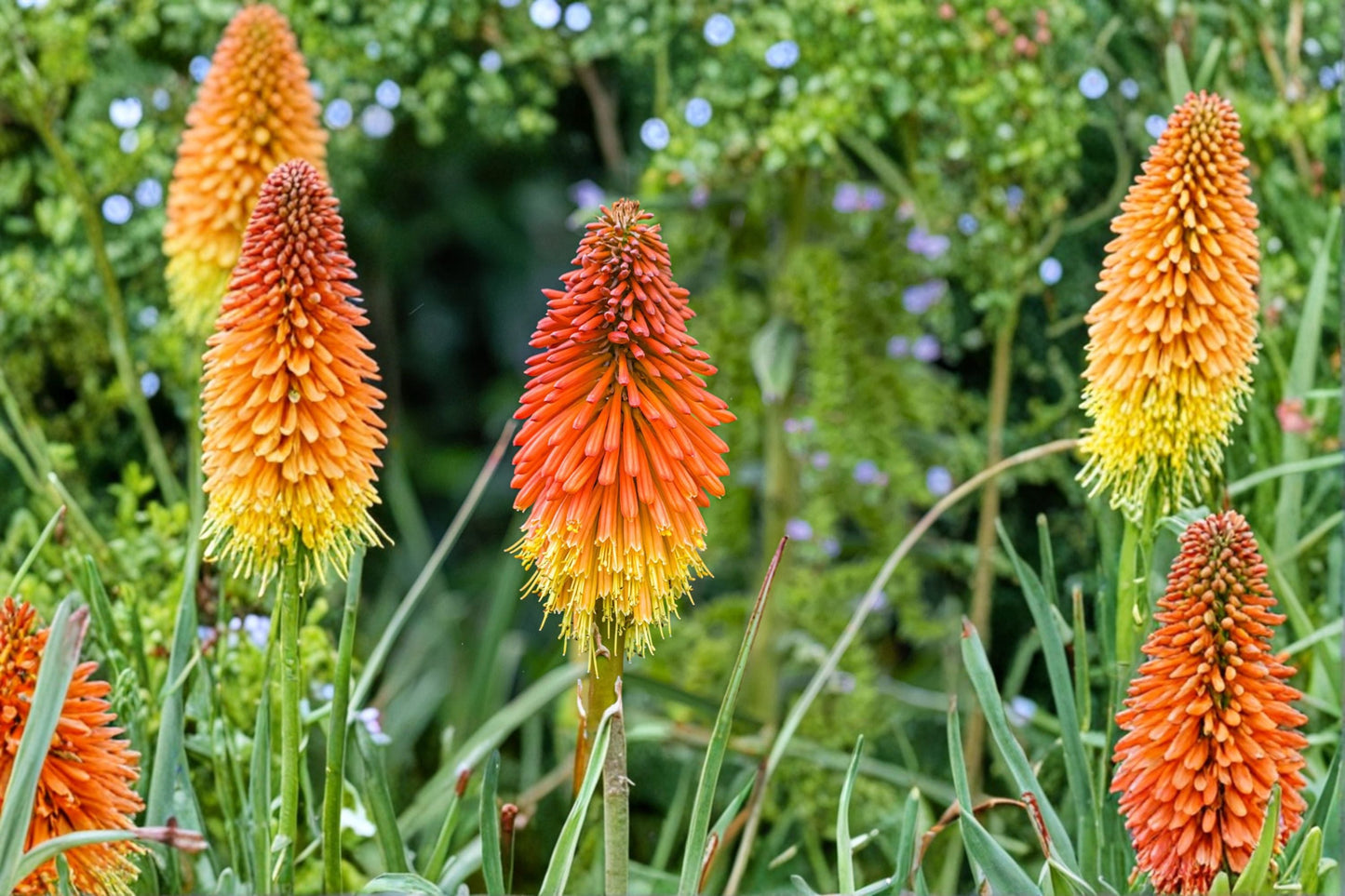 Kniphofia ‘Mango Popsicle’ Orange Red Hot Poker Plant 1 Gallon Live Perennial Hummingbird Torch Lily for Garden Borders