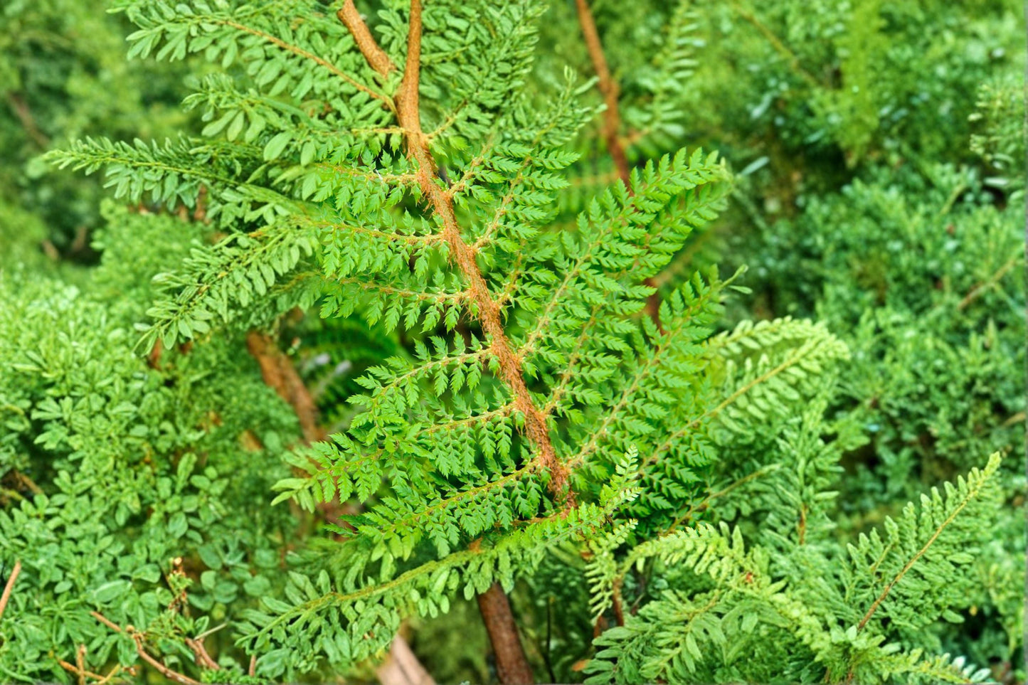 Polystichum setiferum 'Proliferum Wollastonii' Soft Shield Fern - Evergreen Woodland Fern in 3.5" Pot