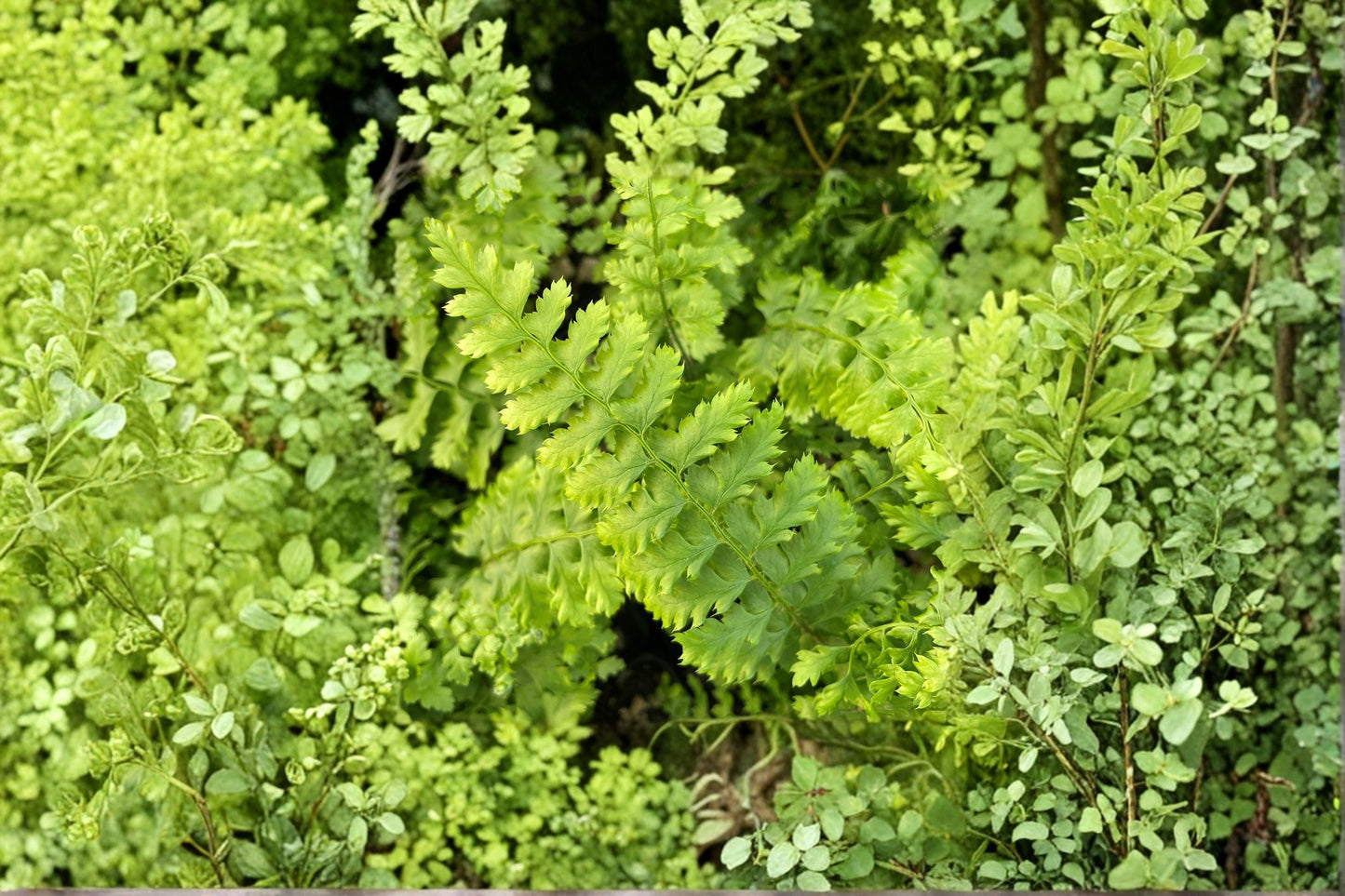 Polystichum setiferum 'Congestum' Dwarf Shield Fern Evergreen Shade Fern Compact Woodland Fern Live Plant 3.5" Pot