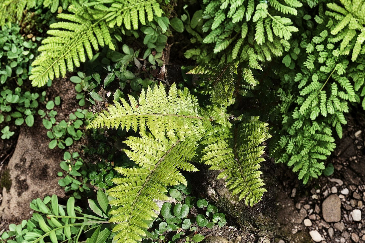Polystichum braunii Prickly Shield Fern - Evergreen Woodland Fern for Shade Gardens, Hardy Live Fern in 3.5" Pot