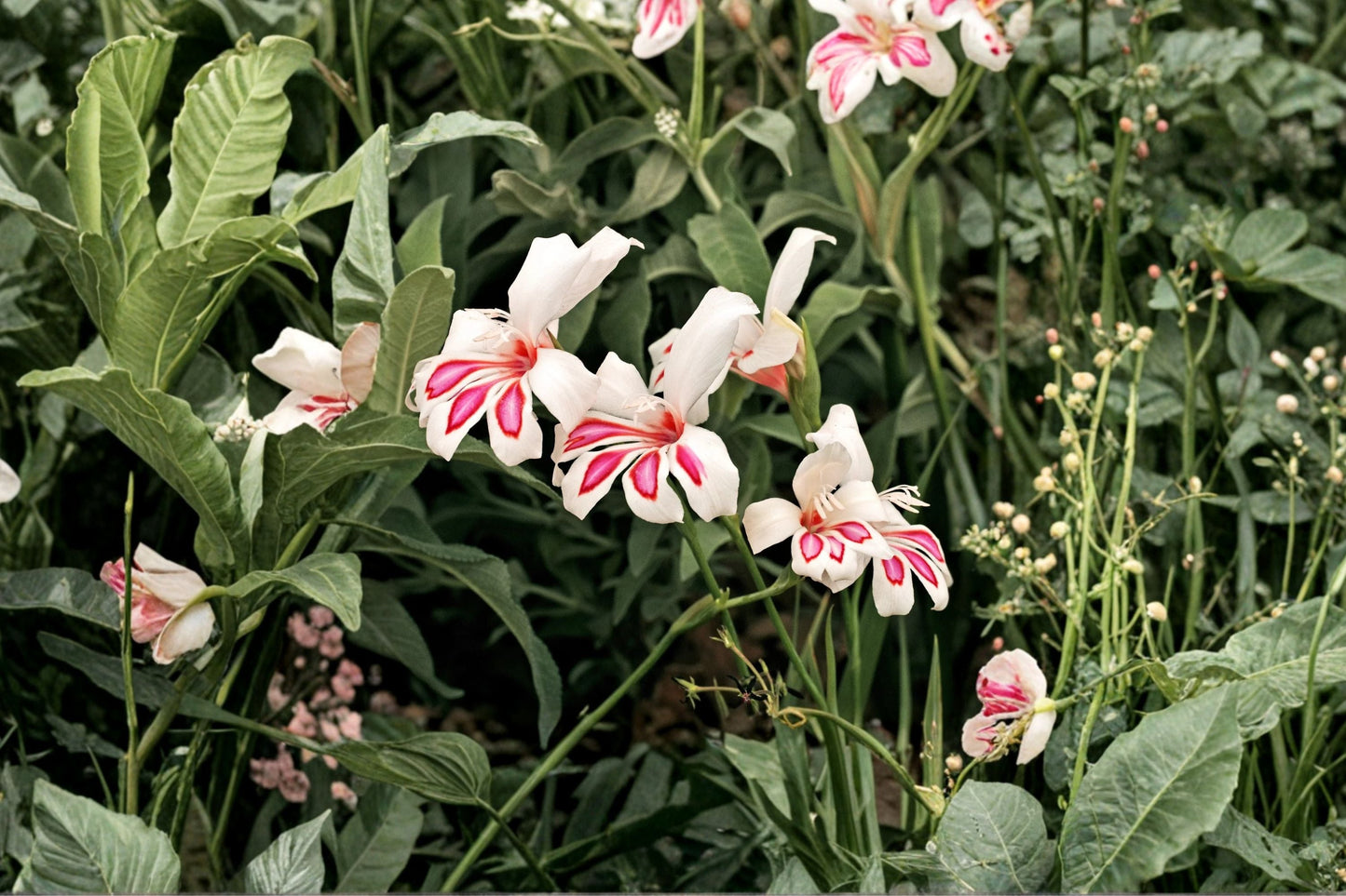 Gladiolus 'Prins Claus' Hardy Bulbs | White Pink Sword Lily Dwarf Summer Flower Spring Planting