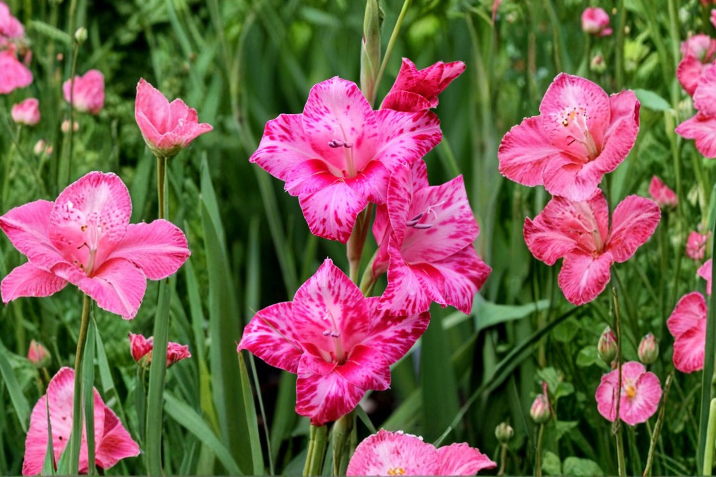Gladiolus Bulbs Bibi Pink Sword Lily Summer Blooming Flower Garden Plant Hardy Cut Flower