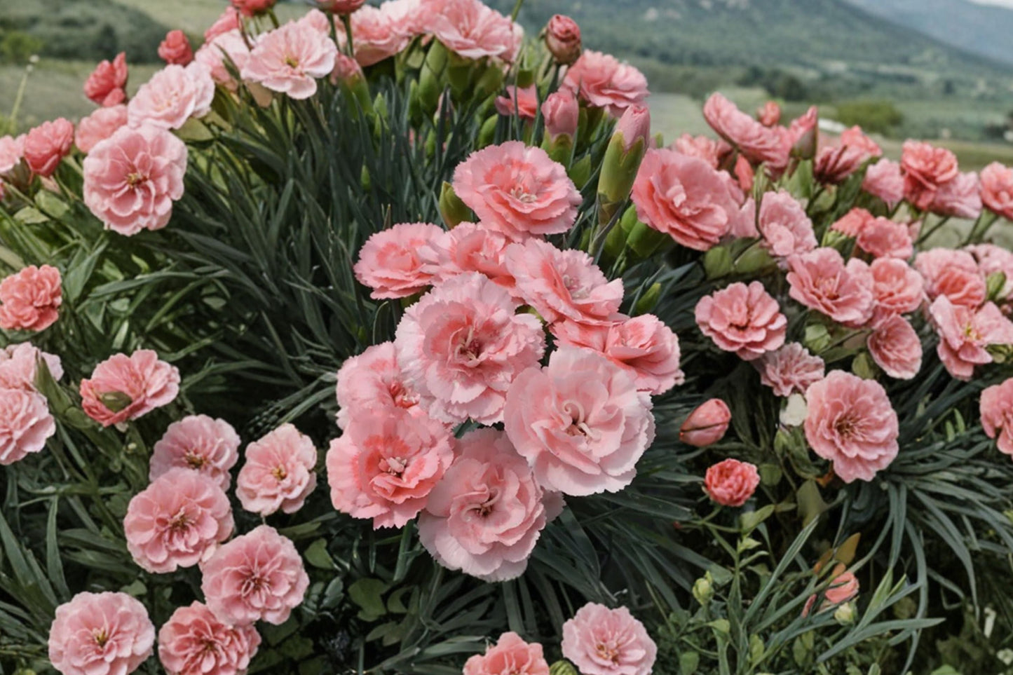 Dianthus ‘Scent First Romance’ Fragrant Pink Carnation Perennial Double Bloom Cottage Garden Flower