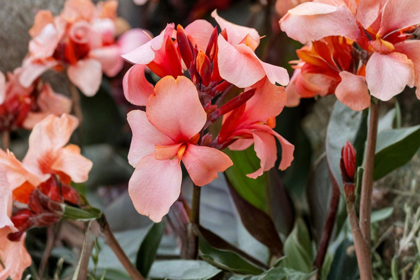 Bareroot Canna Lily Rhizome ‘Apricot Frost’ – Dwarf Tropical Flower, Peach Color, Pollinator-Friendly Summer Perennial