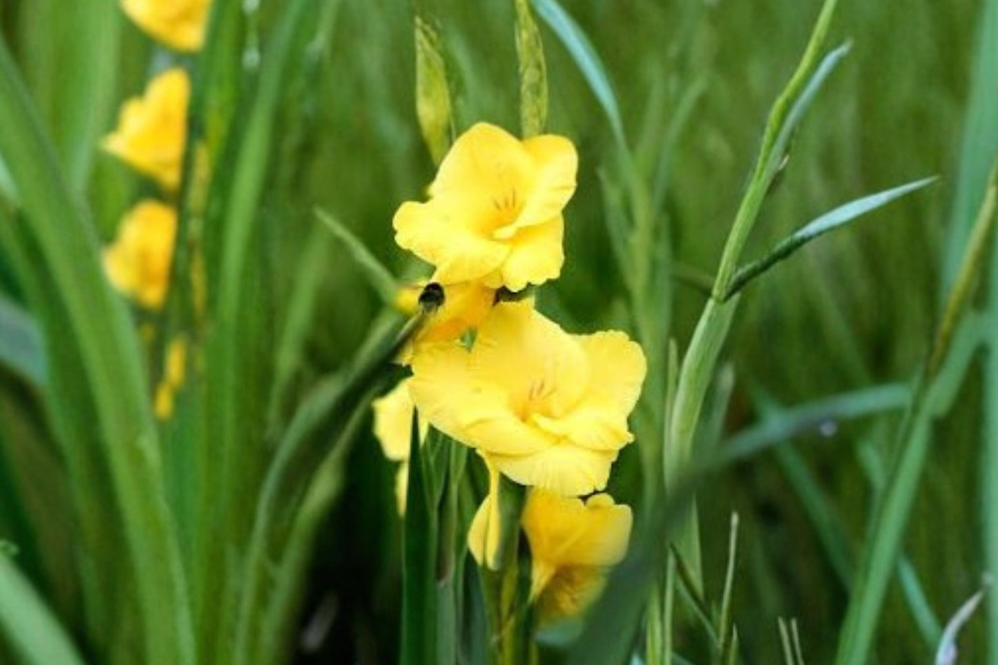 Bright Yellow Gladiolus Bulbs | Gladiolus Glamini ‘Sylvia’ | Dwarf Sword Lily for Summer Blooming Cut Flowers & Pollinator Gardens