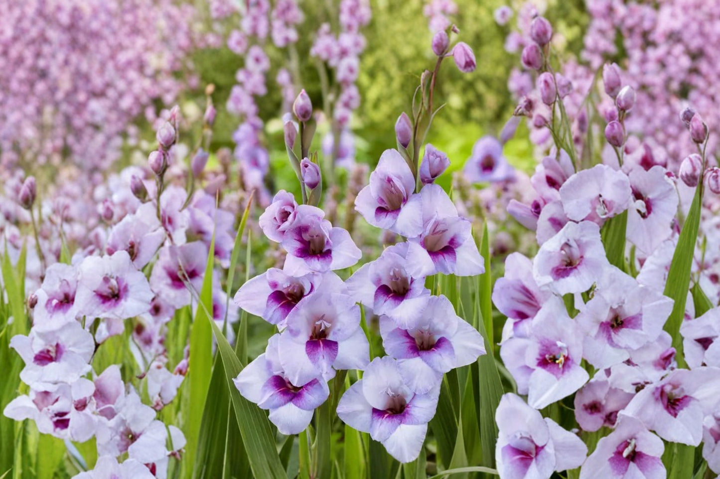 Purple Gladiolus Bulbs | Dwarf Gladiolus Glamini ‘Tina’ | Summer Blooming Cut Flower | Pollinator-Friendly Garden Plant