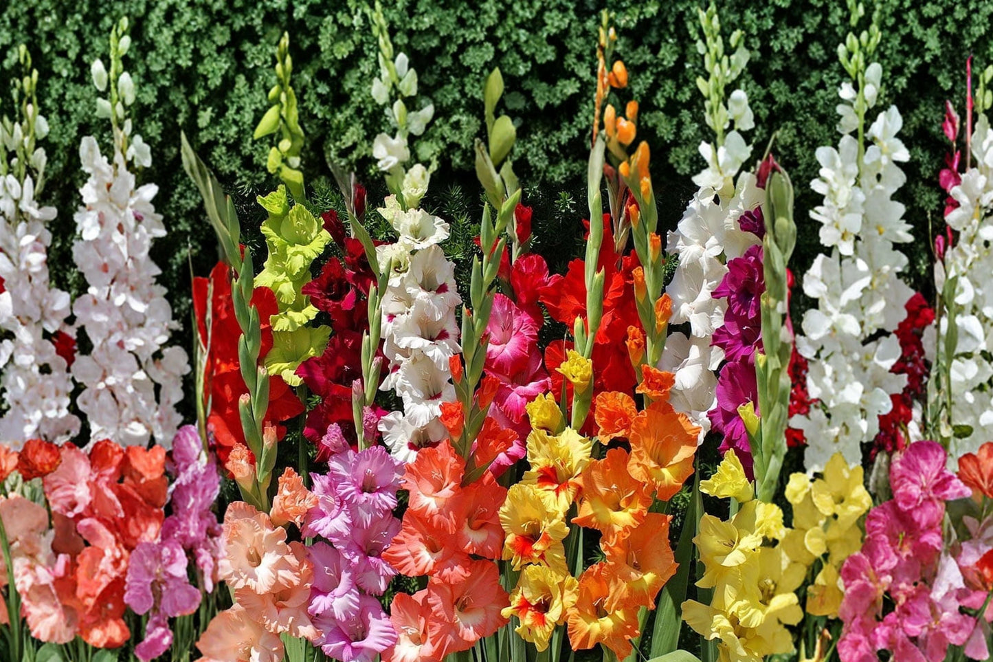 Gladiolus Bulbs Collection | 8 Varieties | Dwarf Gladiolus Mix | Summer Blooming Cut Flowers | Pollinator Garden