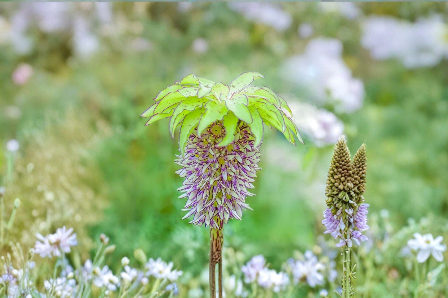 Eucomis 'Bicolor' Pineapple Lily Bulb | Exotic Summer Flowering Perennial | Green & Purple Blooms | Pollinator Garden Favorite