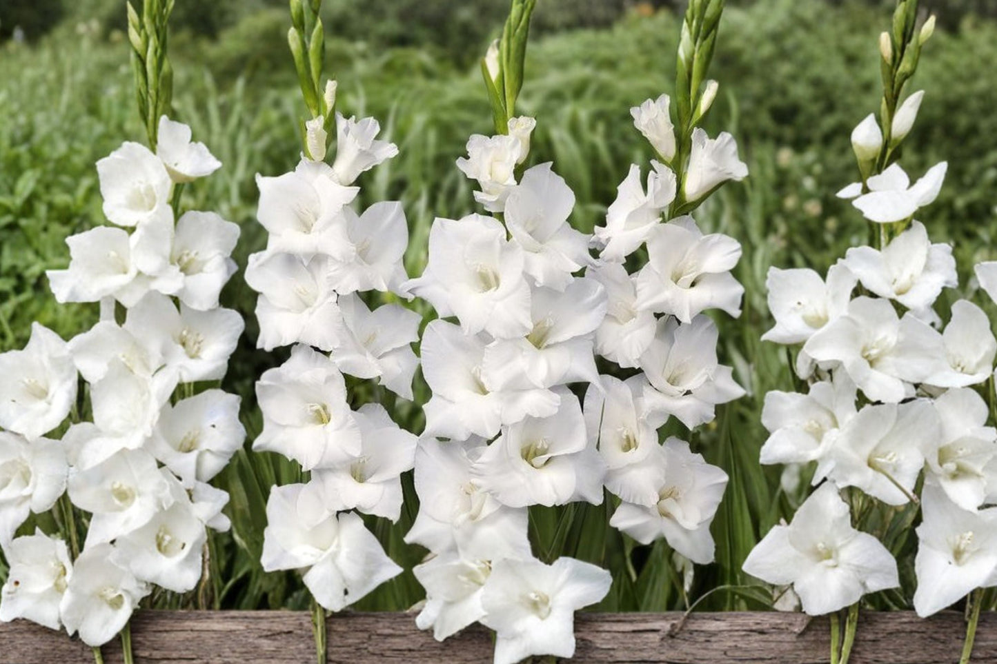 White Gladiolus Bulbs | Tall Sword Lily for Cut Flowers & Garden | Summer Blooming Perennial | Wedding Flower | Gladiolus 'White Prosperity'