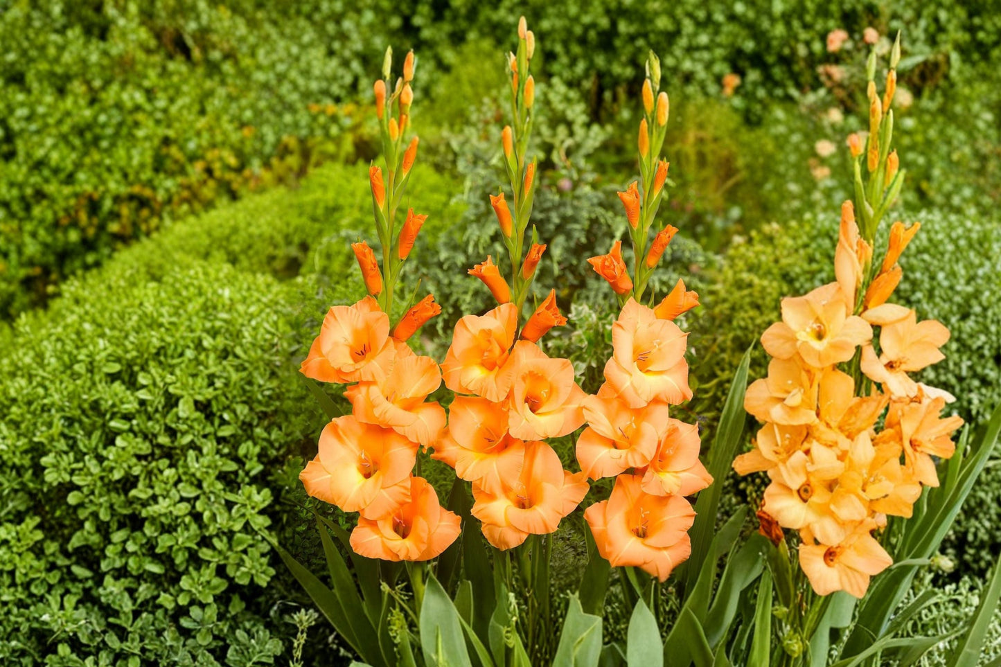Gladiolus Bulbs 'Peter Pears' | Peach Tall Sword Lily | Summer Blooming Perennial | Pollinator-Friendly Cut Flower Garden
