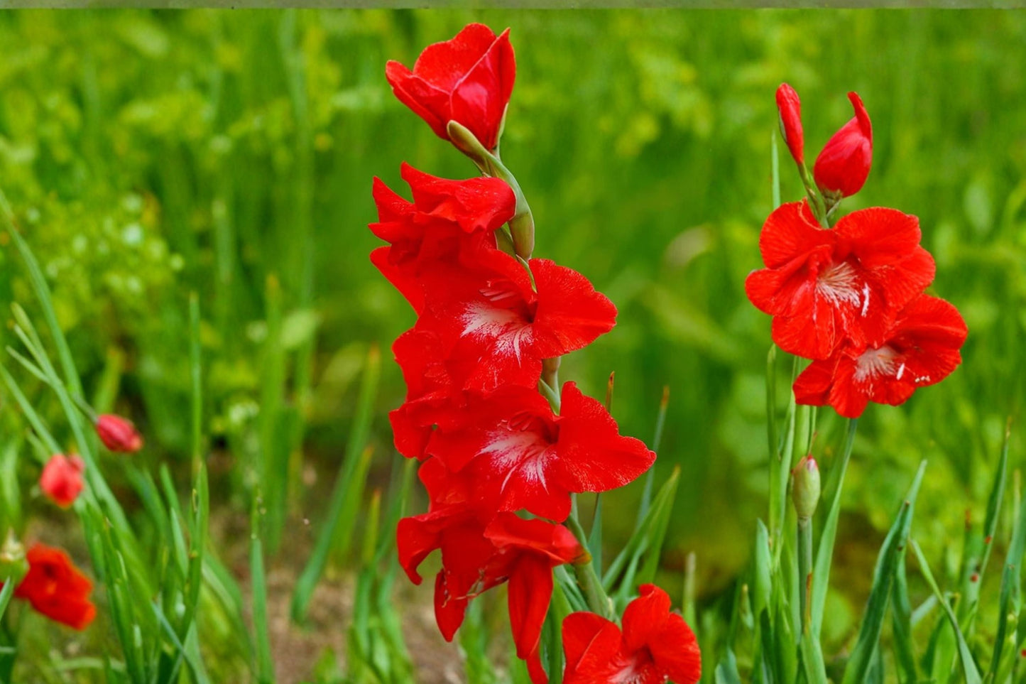 Bright Red Gladiolus Bulbs | Tall Sword Lily | Summer Blooming Cut Flowers | Pollinator Garden | Gladiolus 'Traderhorn' Corms