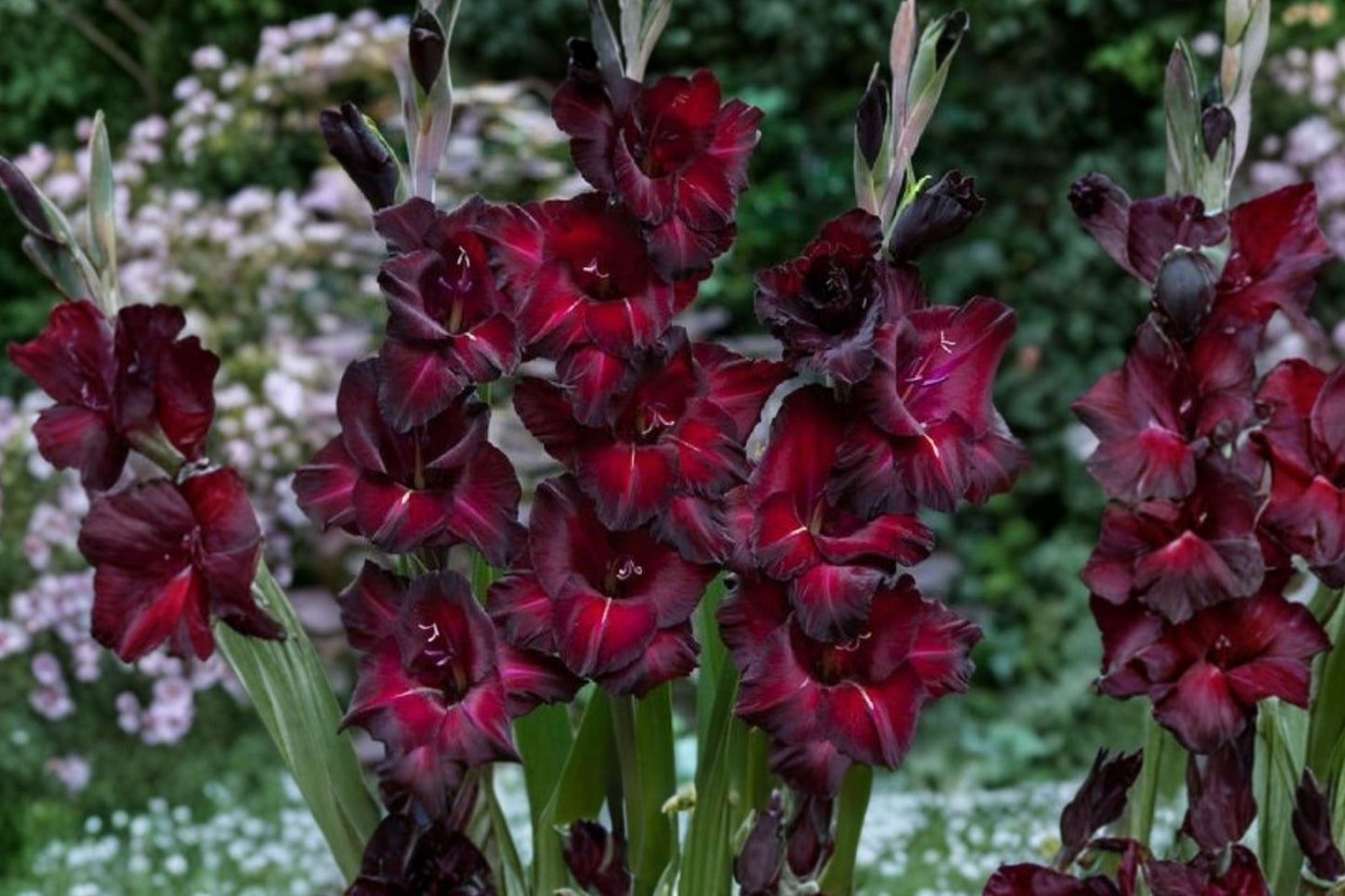 Gladiolus 'Black Jack' Bulbs | Deep Red Burgundy Summer Flowers | Tall Cut Flower | Pollinator Garden | Spring Planting Corms