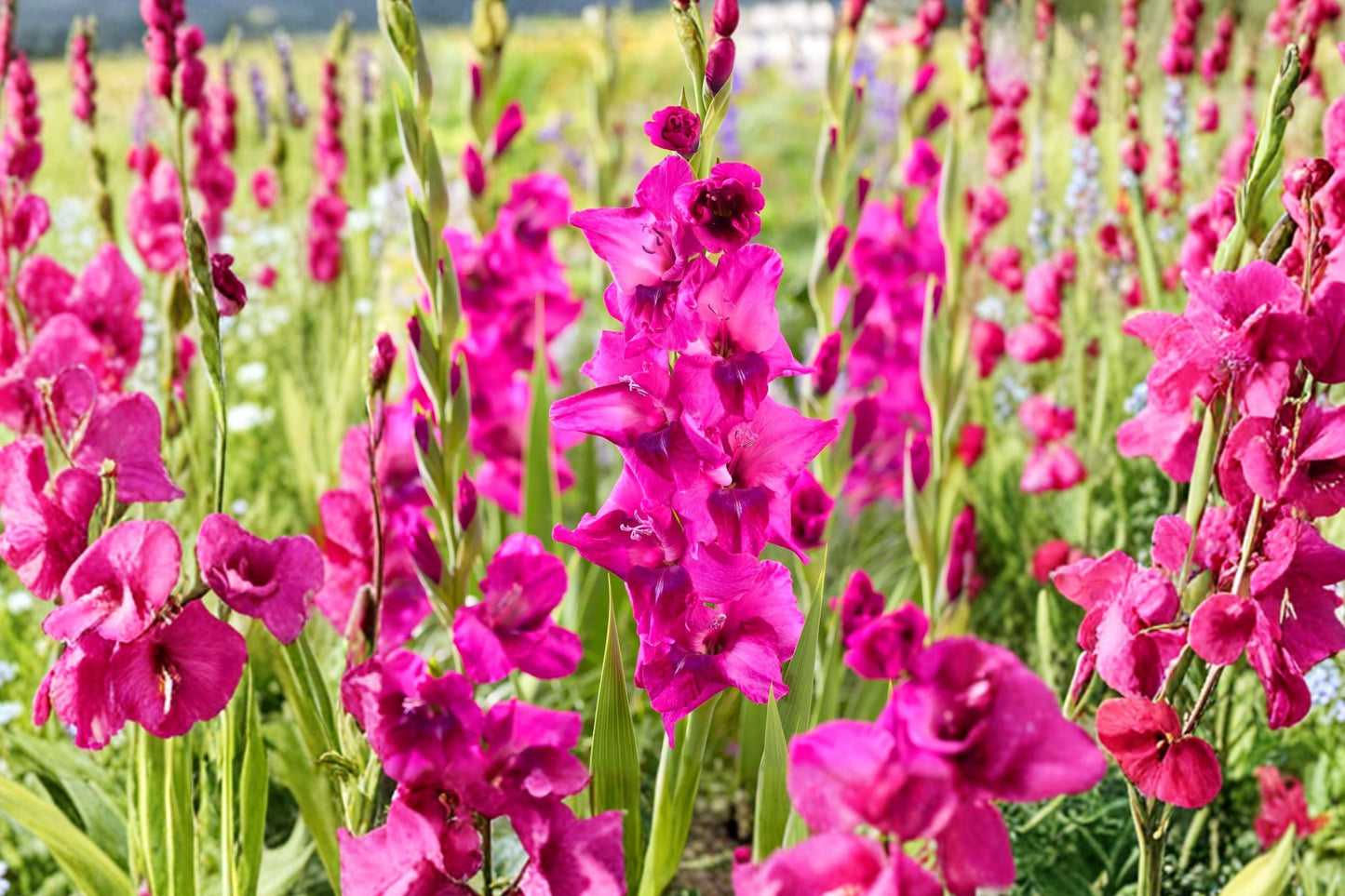 Gladiolus 'Lumiere' Pink & Purple Bulbs | Tall Sword Lily for Cut Flowers & Pollinator Garden | Summer Blooming Corms