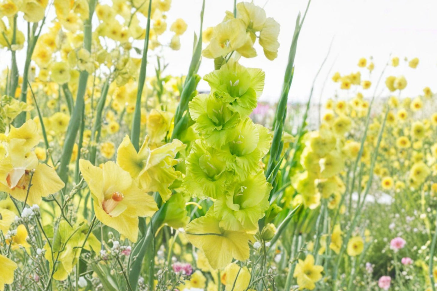 Gladiolus 'Green Star' Bulbs | Lime Green Tall Sword Lily | Summer Blooming Cut Flowers | Pollinator Garden Plants | Spring Planting Corms