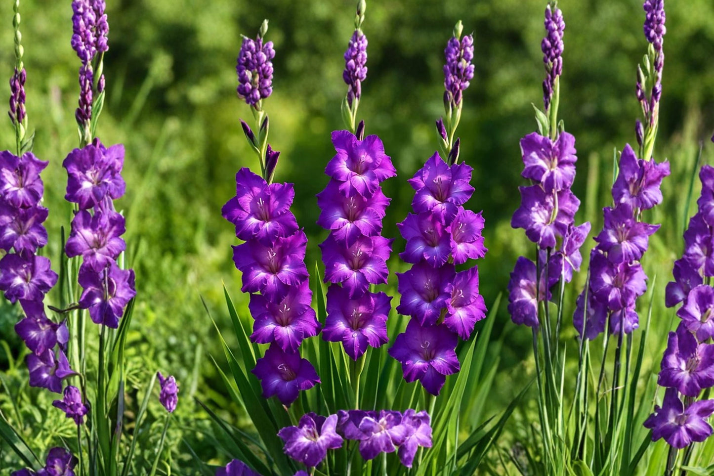 Gladiolus 'Desoto' Soft Purple Bulbs | Tall Sword Lily for Garden & Cut Flowers | Pollinator Friendly Summer Blooms