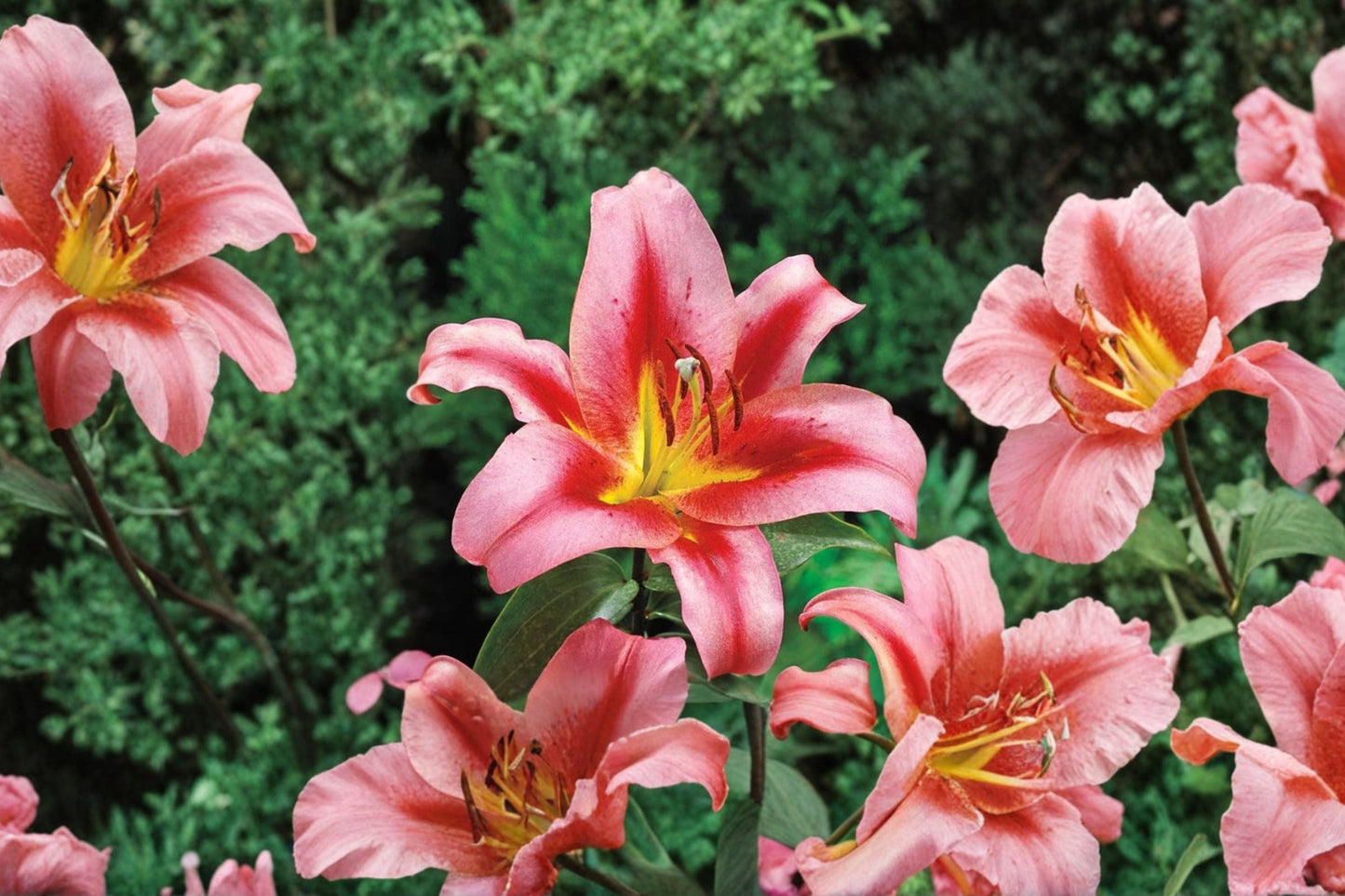 Giant Orienpet Lily Bulb | Fragrant Pink Lily | Tall Perennial Flower | Bareroot Lilium 'Olympic Torch' for Garden & Cut Flowers