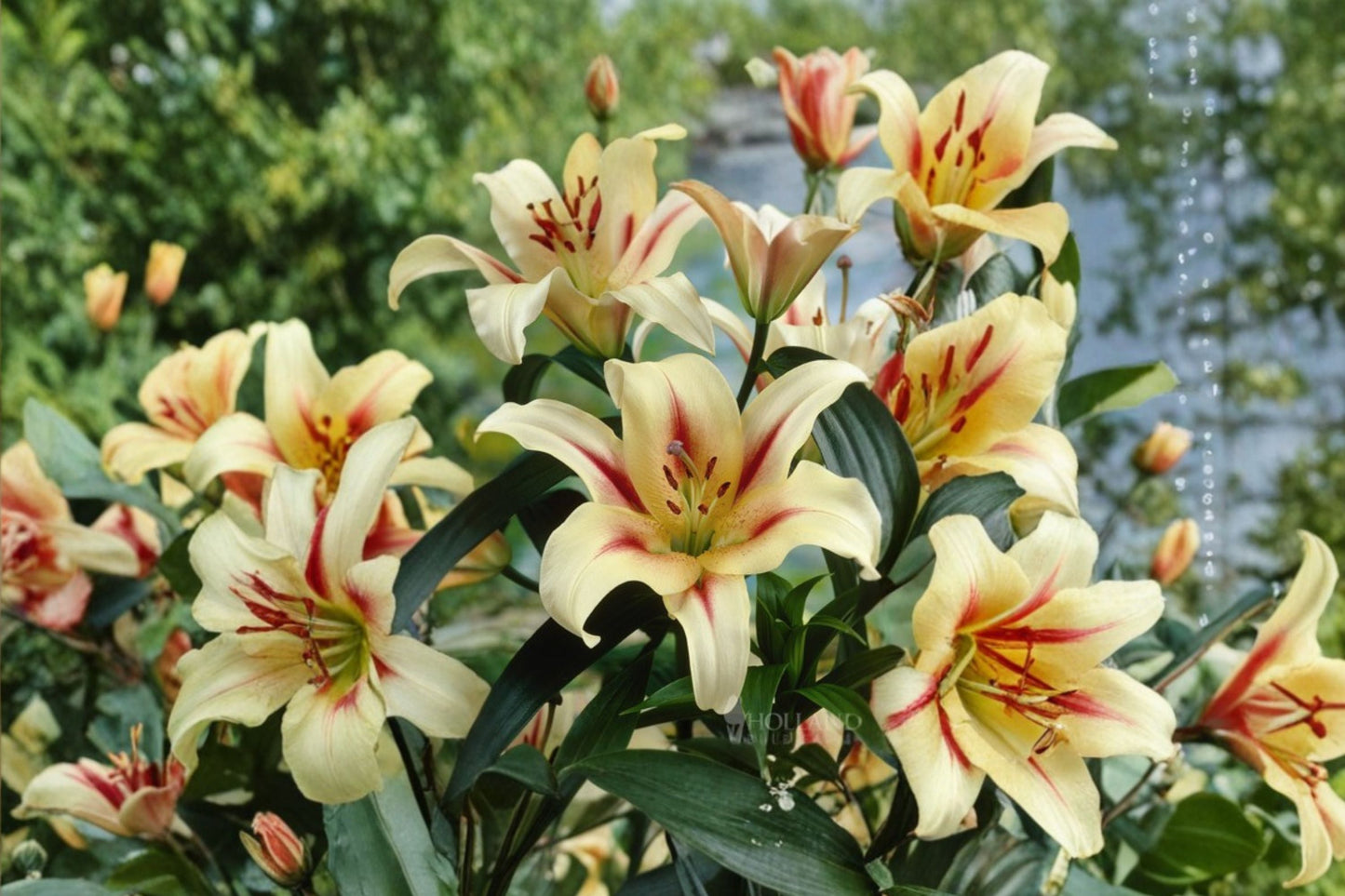 Giant Orienpet Lily Bulb | Fragrant White & Red Tree Lily | Lilium OT 'Lavon' | Tall Perennial Flower for Garden & Cut Flowers