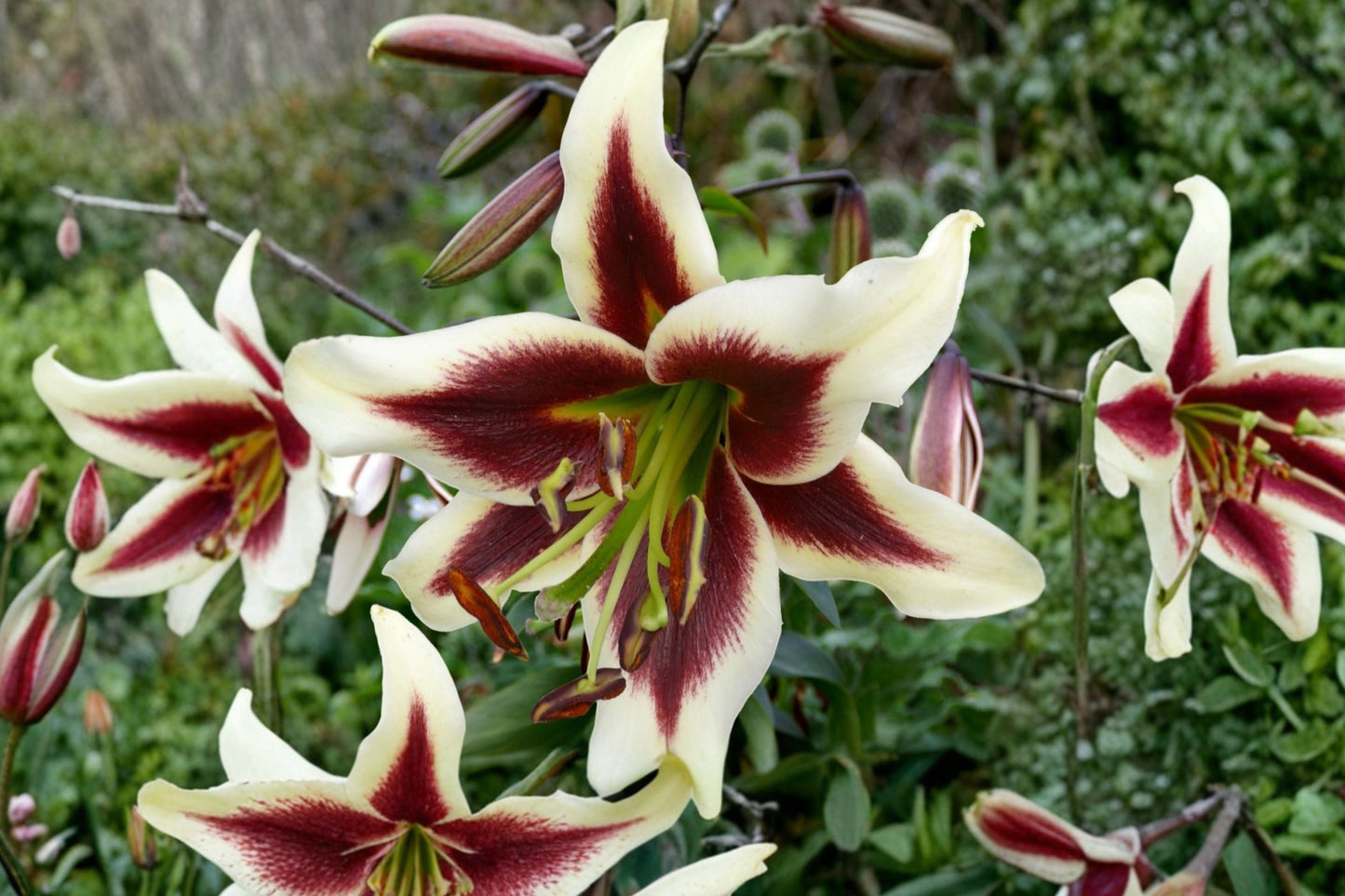Giant Orienpet Lily Bulb | Fragrant Burgundy & White Flowers | Lilium OT Beverly Dreams | Tall Perennial Flower | Bareroot Lily