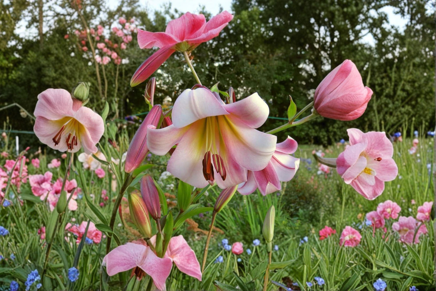 Giant Orienpet Lily Bulb | Fragrant Pink & Cream Tree Lily | Bareroot Perennial Flower | Lilium OT 'Beijing Moon'